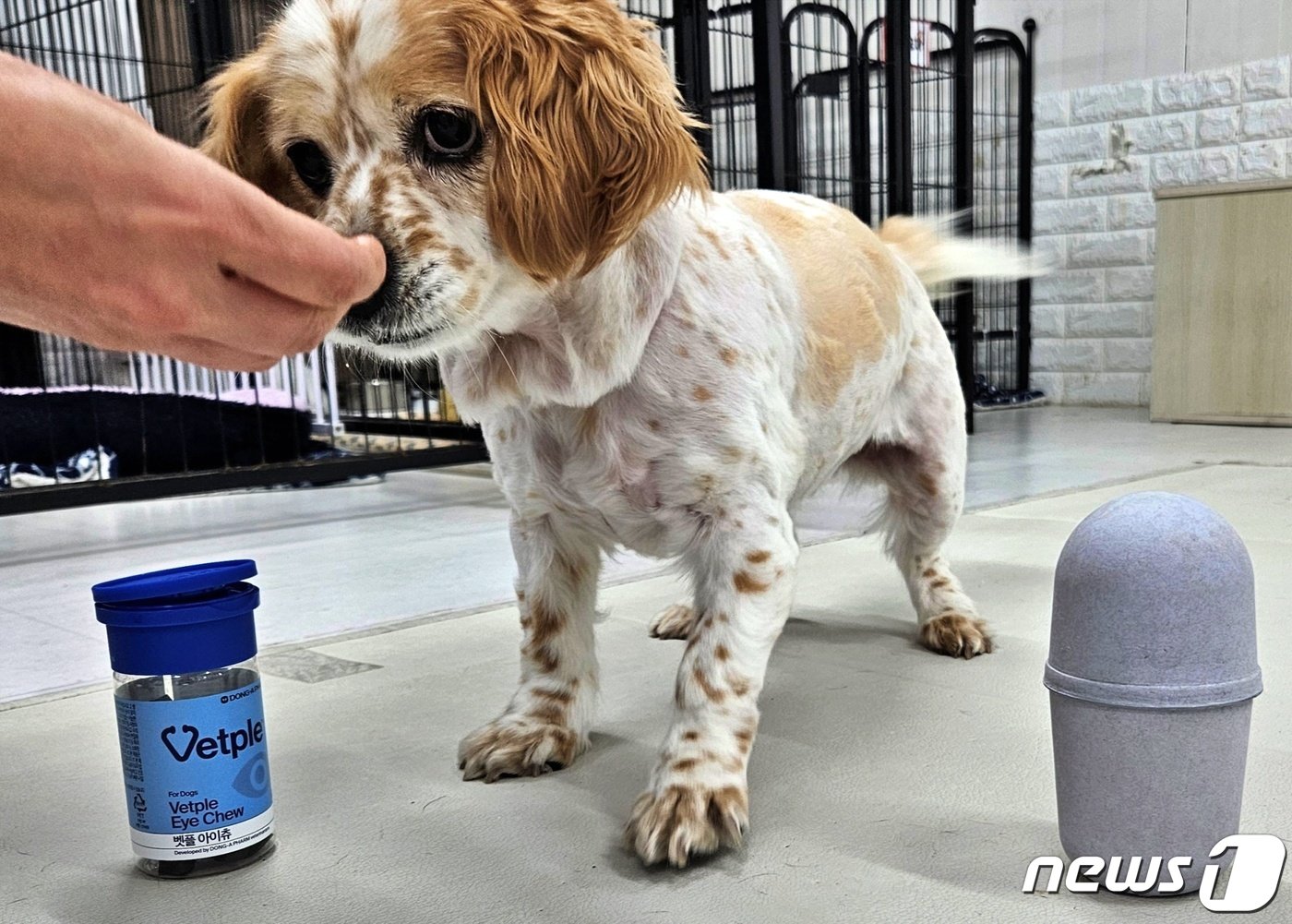 본문 이미지 - 18일 서울 동대문구 발라당 입양센터에서 보호 중인 강아지가 간식을 먹고 있다. ⓒ 뉴스1 최서윤 기자
