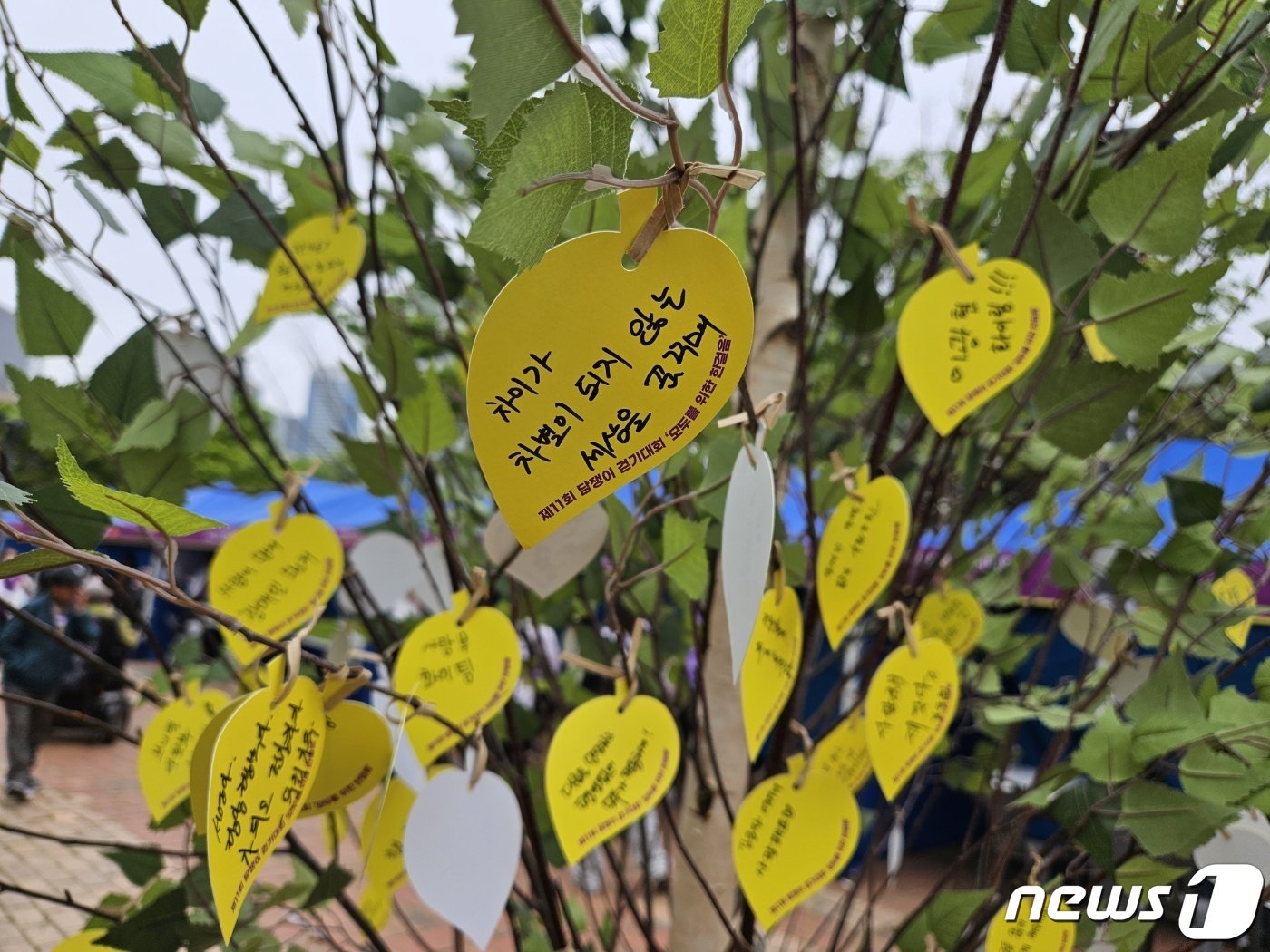 본문 이미지 - 제11회 담쟁이걷기대회 참가자들이 작성한 장애 인식 개선을 응원하는 문구가 매달린 담쟁이나무 모습.2024.4.20/뉴스1 ⓒ News1 조아서 기자