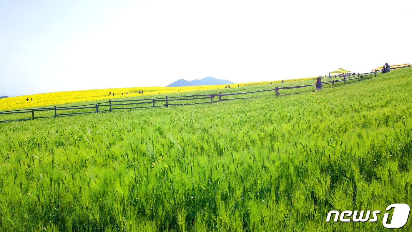 본문 이미지 - 전북특별자치도 고창군 공음면 학원관광농원 청보리밭(고창군 제공)2024.4.20/뉴스1 
