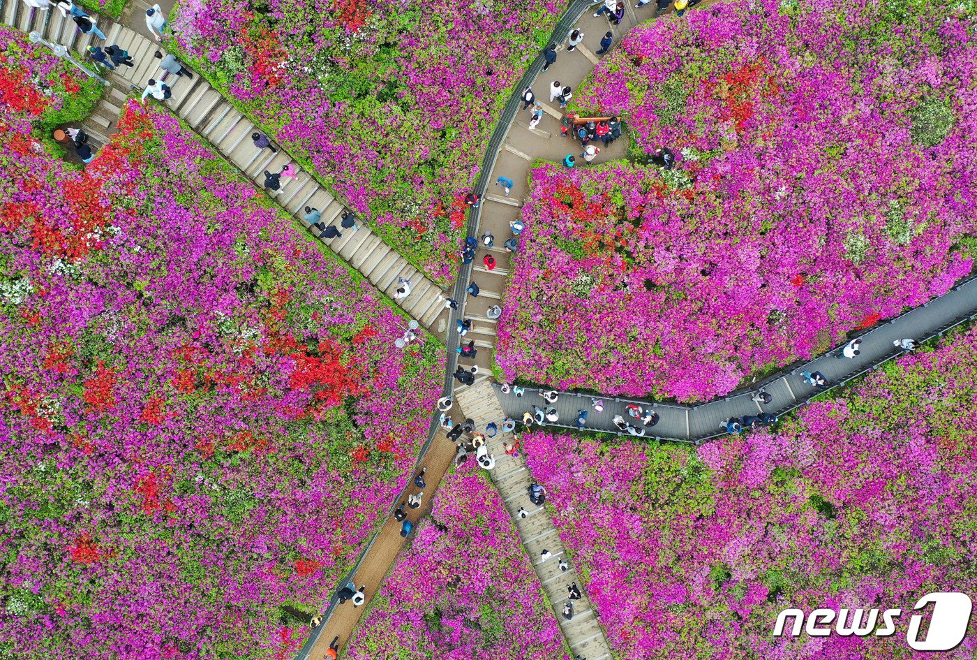 본문 이미지 - 21일 오후 경기도 군포시 철쭉동산에서 열린 2024 군포철쭉축제를 찾은 시민들이 즐거운 시간을 보내고 있다. 2024.4.21/뉴스1 ⓒ News1 이재명 기자