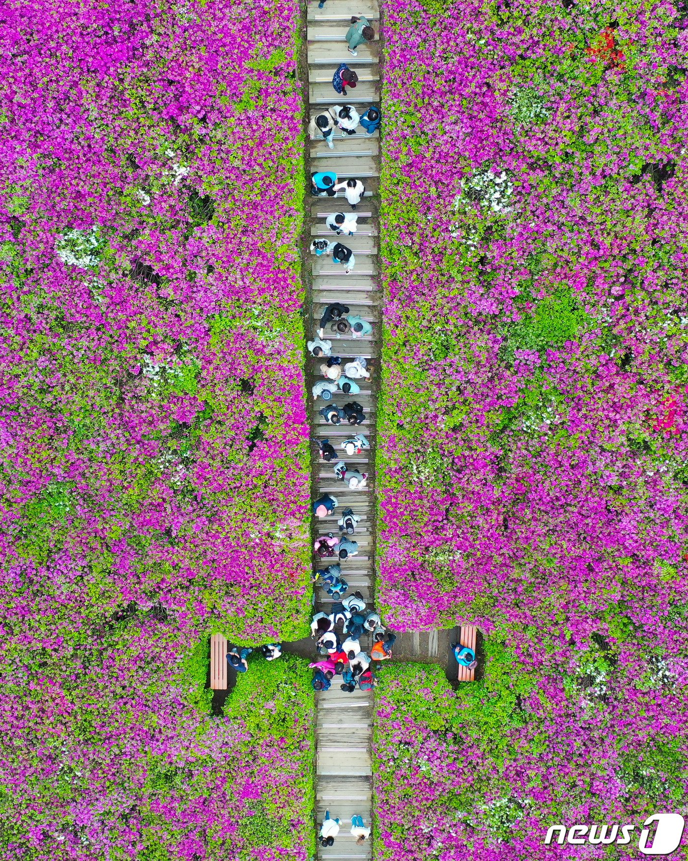 본문 이미지 - 21일 오후 경기도 군포시 철쭉동산에서 열린 2024 군포철쭉축제를 찾은 시민들이 즐거운 시간을 보내고 있다. 2024.4.21/뉴스1 ⓒ News1 이재명 기자