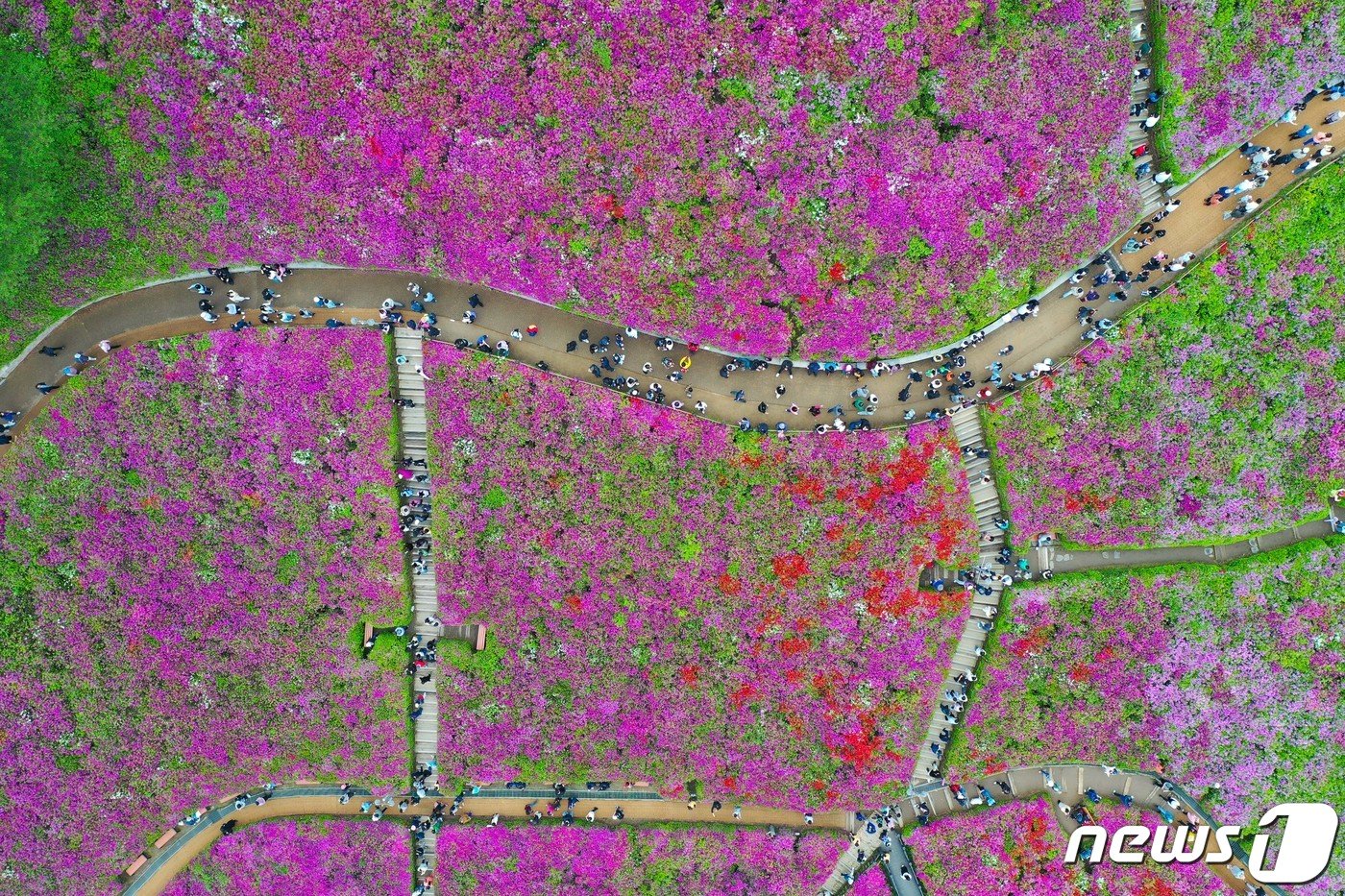본문 이미지 - 21일 오후 경기도 군포시 철쭉동산에서 열린 2024 군포철쭉축제를 찾은 시민들이 즐거운 시간을 보내고 있다. 2024.4.21/뉴스1 ⓒ News1 이재명 기자