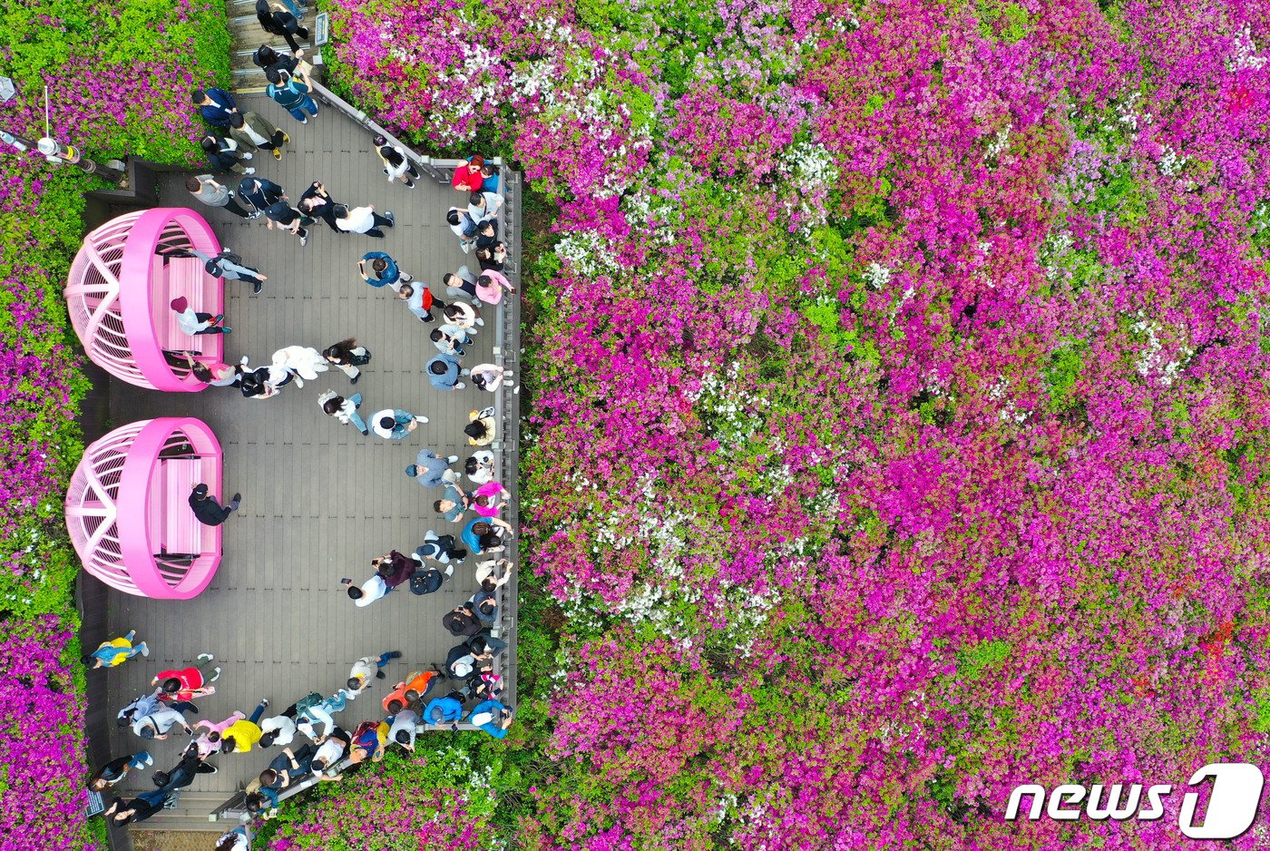 본문 이미지 - 21일 오후 경기도 군포시 철쭉동산에서 열린 2024 군포철쭉축제를 찾은 시민들이 즐거운 시간을 보내고 있다. 2024.4.21/뉴스1 ⓒ News1 이재명 기자
