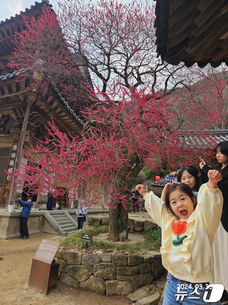 본문 이미지 - 대한불교조계종 19교구 지리산대화엄사 교구장 덕문 스님은 2024 제4회 화엄사 홍매화 · 들매화 사진 콘테스트의 응모작 심사 결과 수상작들을 발표했다. 사진은 휴대폰 부문 총무국장 상을 수상한 김가현 씨의 작품 &#39;나도 찬연기냠물이다&#39;. 2024.4.23/뉴스1