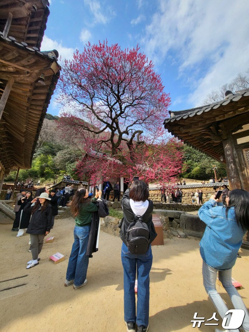 대한불교조계종 19교구 지리산대화엄사 교구장 덕문 스님은 2024 제4회 화엄사 홍매화 · 들매화 사진 콘테스트의 응모작 심사 결과 수상작들을 발표했다. 사진은 휴대폰 부문 포교국장 상을 수상한 김순덕 씨의 작품 &#39;집중&#39;.2024.4.23/뉴스1