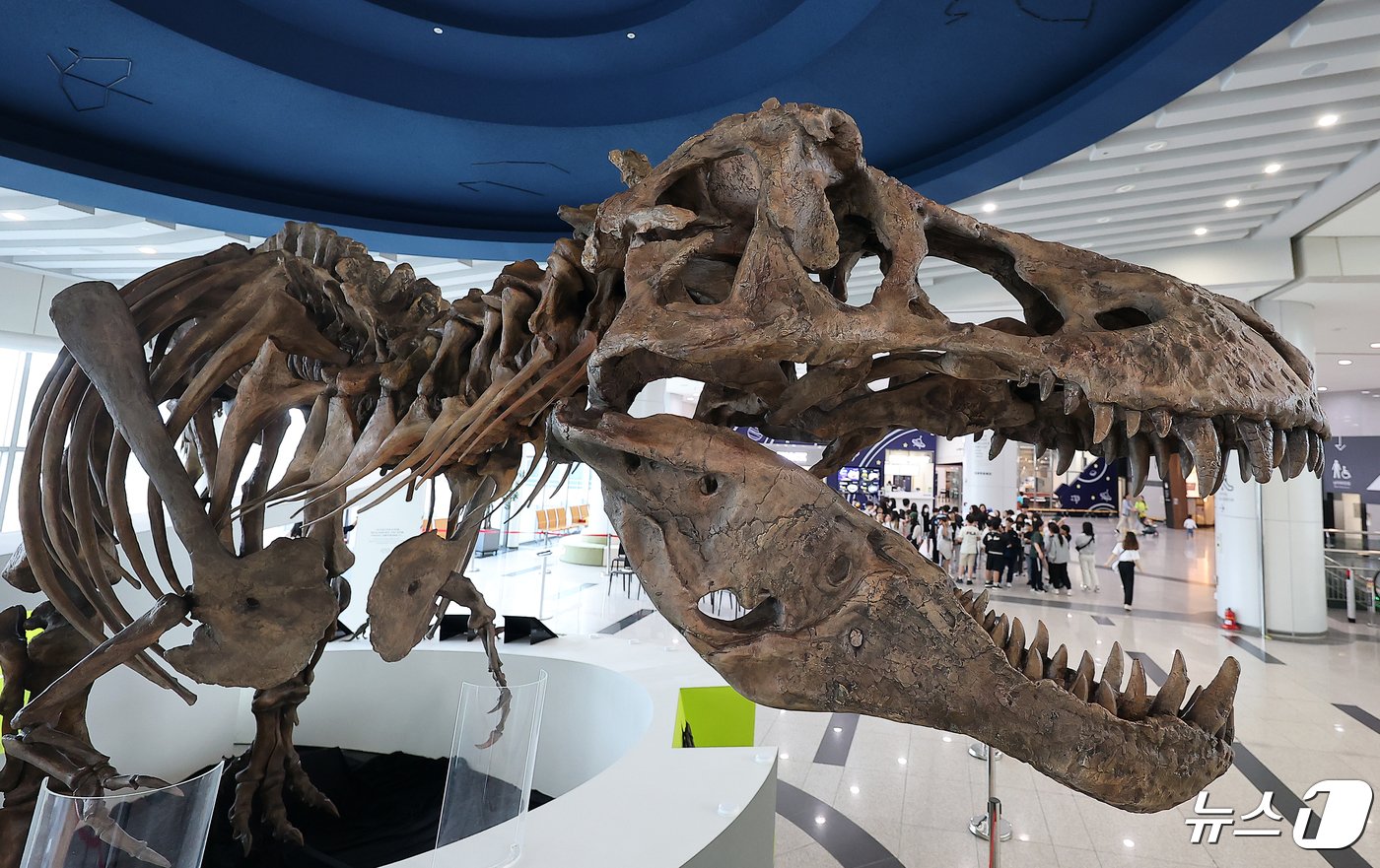 본문 이미지 - 24일 오후 경기도 과천 국립과천과학관 중앙홀에 세계 최대 티라노사우루스 화석 ‘스코티(scotty)’가 전시되어 있다. 2024.4.24/뉴스1 ⓒ News1 김진환 기자