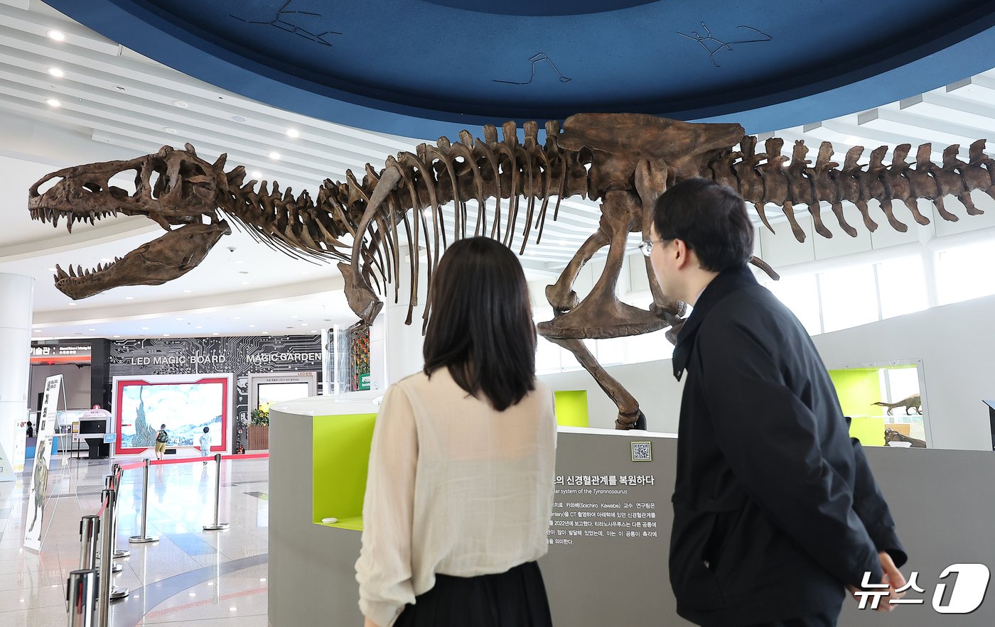 24일 오후 경기도 과천 국립과천과학관 중앙홀에 세계 최대 티라노사우루스 화석 ‘스코티&#40;scotty&#41;’가 전시되어 있다. 2024.4.24/뉴스1 ⓒ News1 김진환 기자