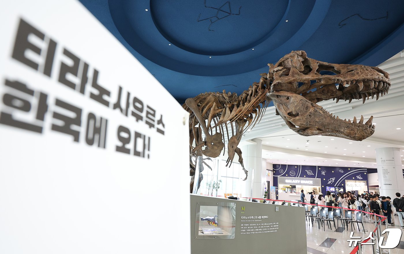본문 이미지 - 24일 오후 경기도 과천 국립과천과학관 중앙홀에 세계 최대 티라노사우루스 화석 ‘스코티(scotty)’가 전시되어 있다. 2024.4.24/뉴스1 ⓒ News1 김진환 기자
