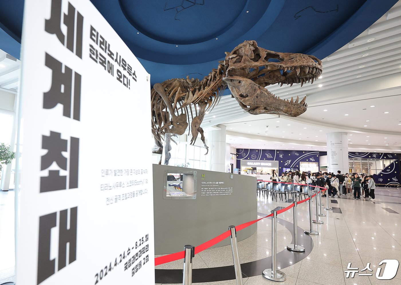 본문 이미지 - 24일 오후 경기도 과천 국립과천과학관 중앙홀에 세계 최대 티라노사우루스 화석 ‘스코티(scotty)’가 전시되어 있다. 2024.4.24/뉴스1 ⓒ News1 김진환 기자
