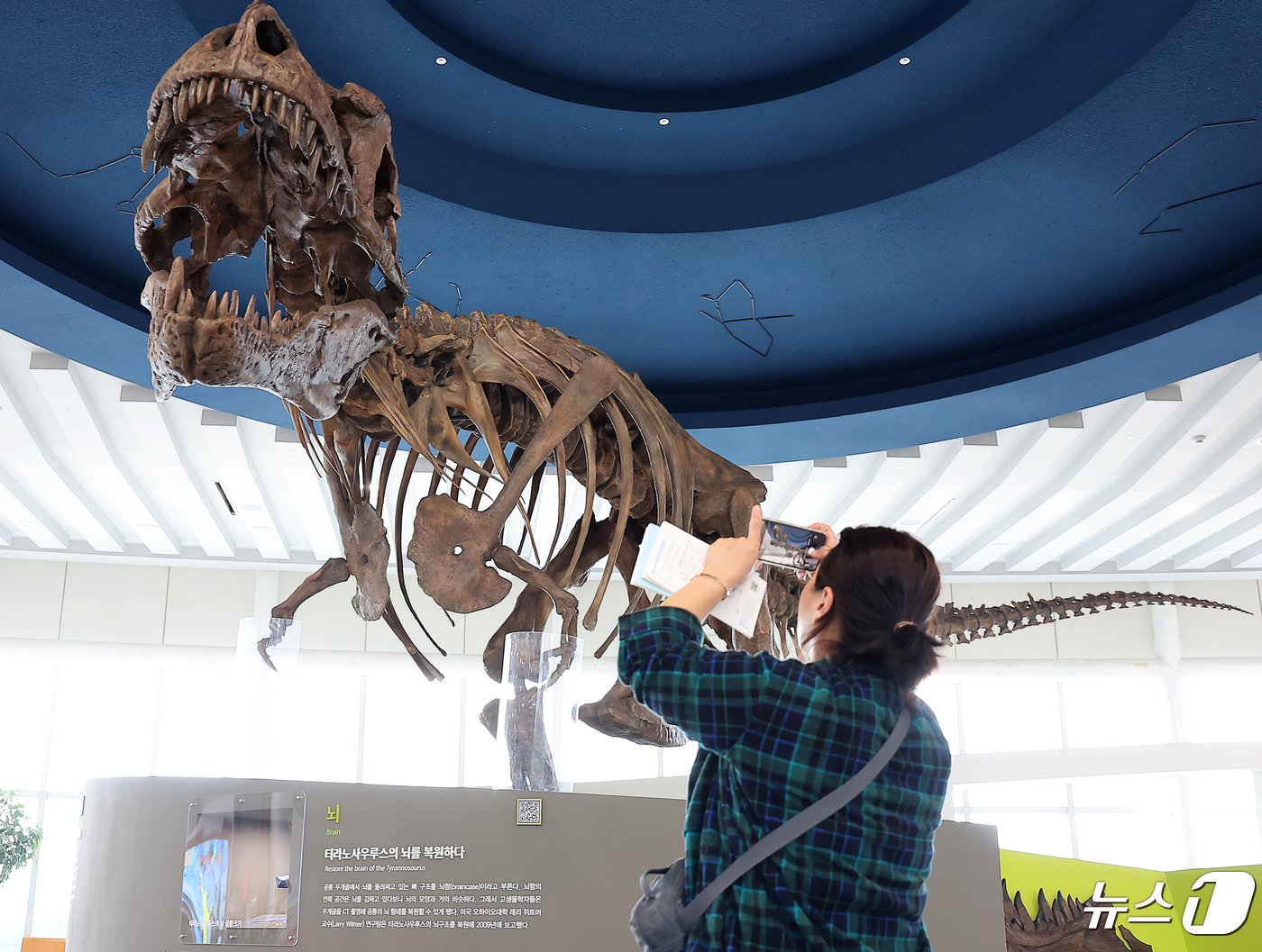 본문 이미지 - 24일 오후 경기도 과천 국립과천과학관을 찾은 한 시민이 중앙홀에 전시된 세계 최대 티라노사우루스 화석 ‘스코티(scotty)’를 관람하고 있다. ‘2024.4.24/뉴스1 ⓒ News1 김진환 기자