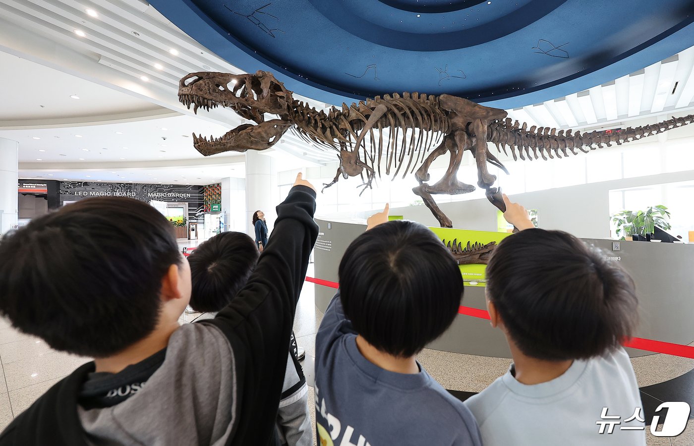 본문 이미지 - 24일 오후 경기도 과천 국립과천과학관을 찾은 어린이들이 중앙홀에 전시된 세계 최대 티라노사우루스 화석 ‘스코티(scotty)’를 관람하고 있다. 2024.4.24/뉴스1 ⓒ News1 김진환 기자