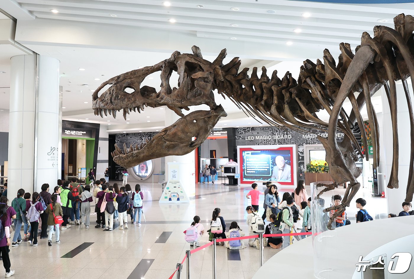 24일 오후 경기도 과천 국립과천과학관 중앙홀에 세계 최대 티라노사우루스 화석 ‘스코티&#40;scotty&#41;’가 전시되어 있다. 2024.4.24/뉴스1 ⓒ News1 김진환 기자