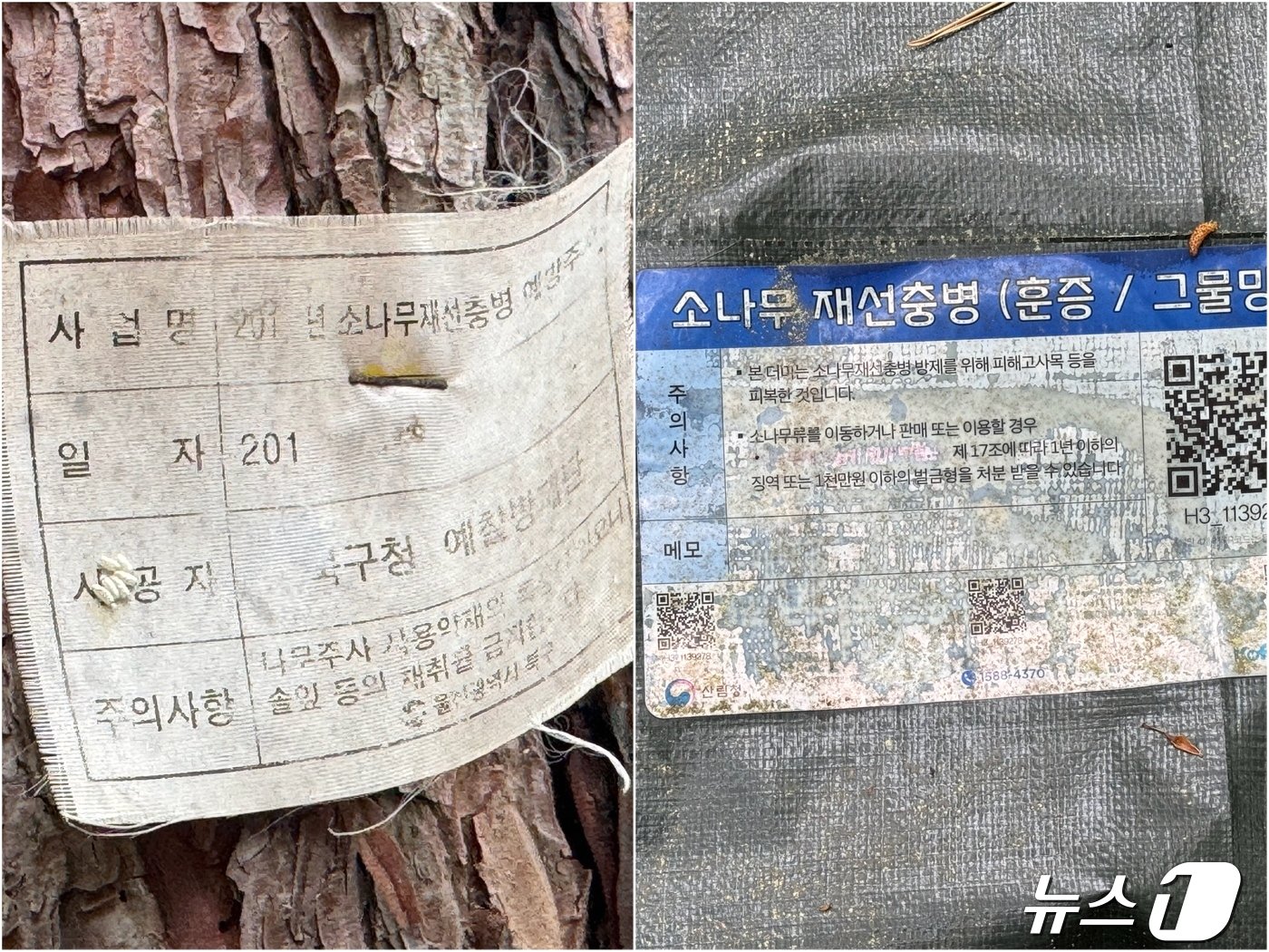 본문 이미지 - 24일 울산 북구 동대산에서 발견한 소나무재선충병 예방주사 표식(왼쪽)과 소나무재선충병 훈증 표식(오른쪽)이다. 2024.4.24/뉴스1 ⓒNews1 김세은 기자