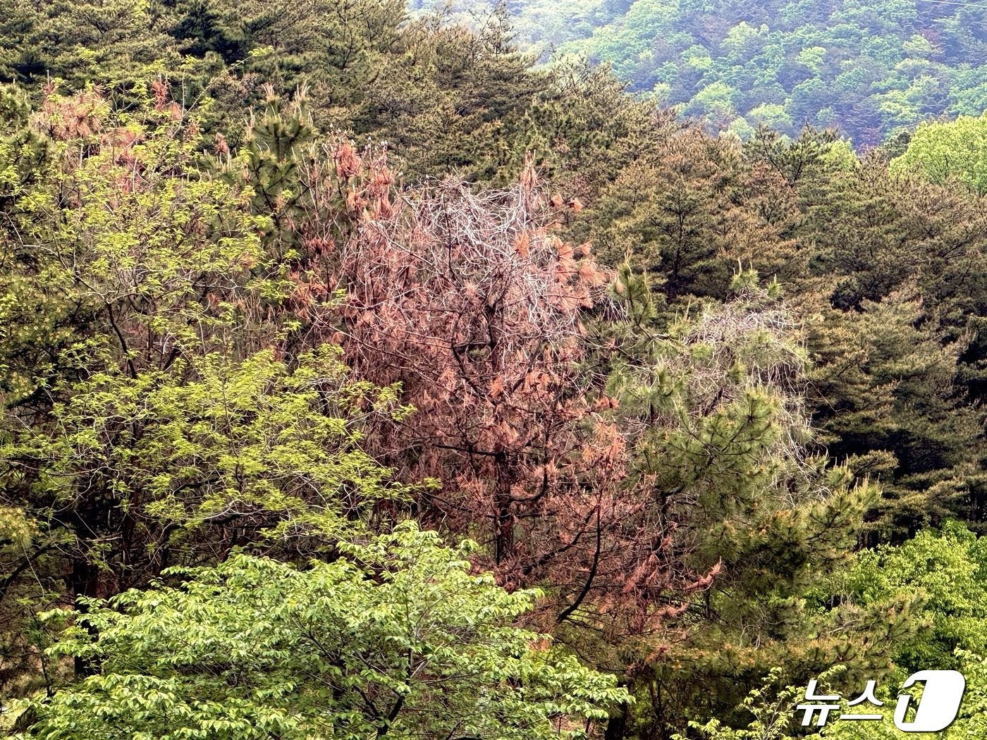 24일 울산 북구 동대산의 소나무에 소나무재선충병이 감염되어 잎이 붉게 시들어 있는 모습이다.2024.4.24/뉴스1 ⓒNews1 김세은 기자