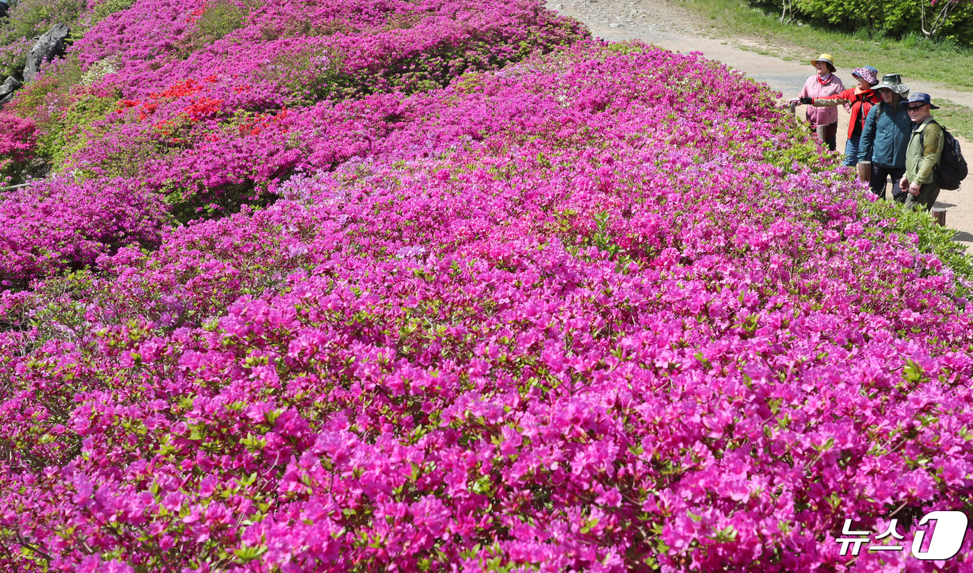 (부산=뉴스1) 윤일지 기자 = 25일 부산 부산진구 백양산 애진봉을 찾은 등산객들이 활짝 핀 철쭉 군락지를 둘러보며 봄기운을 만끽하고 있다. 2024.4.25/뉴스1