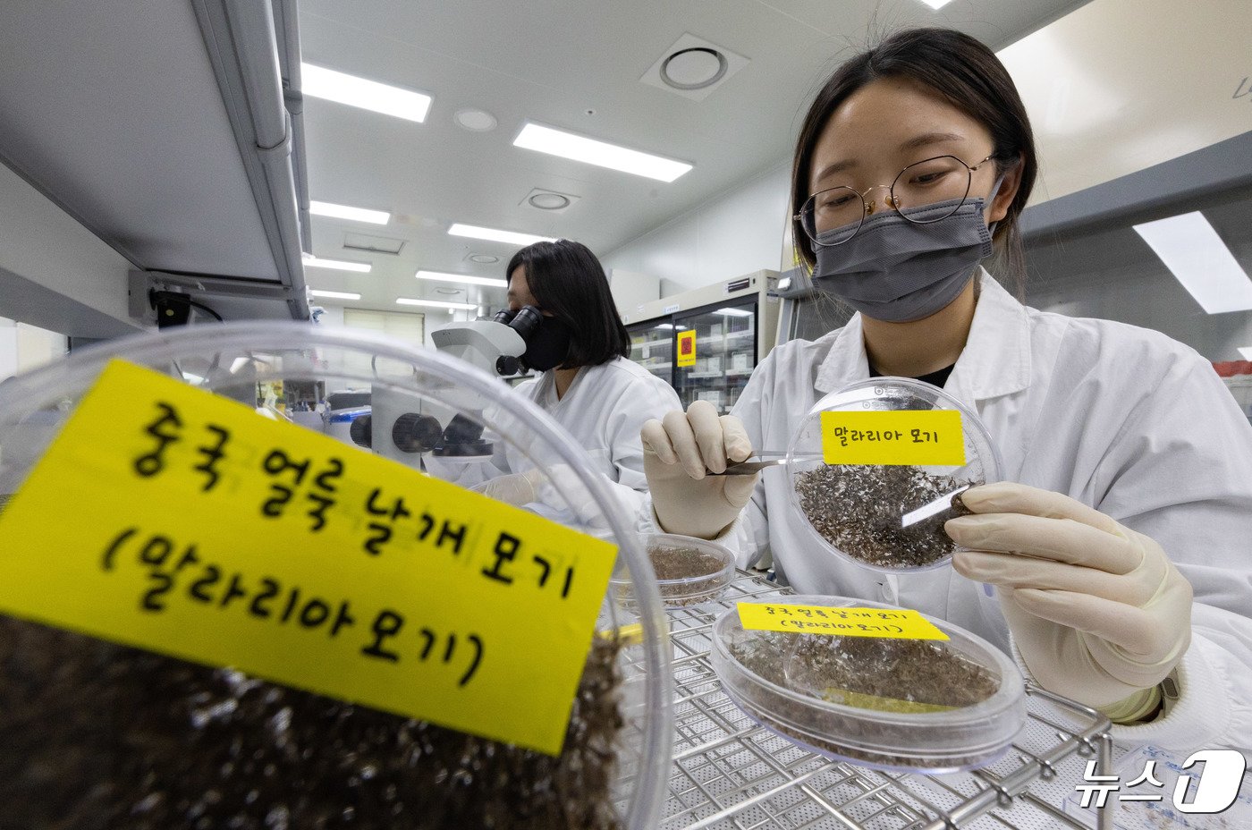 경기도 수원시 권선구 경기도보건환경연구원에서 연구원들이 채집한 모기를 분류하고 있다. 2024.4.25/뉴스1 ⓒ News1 이재명 기자