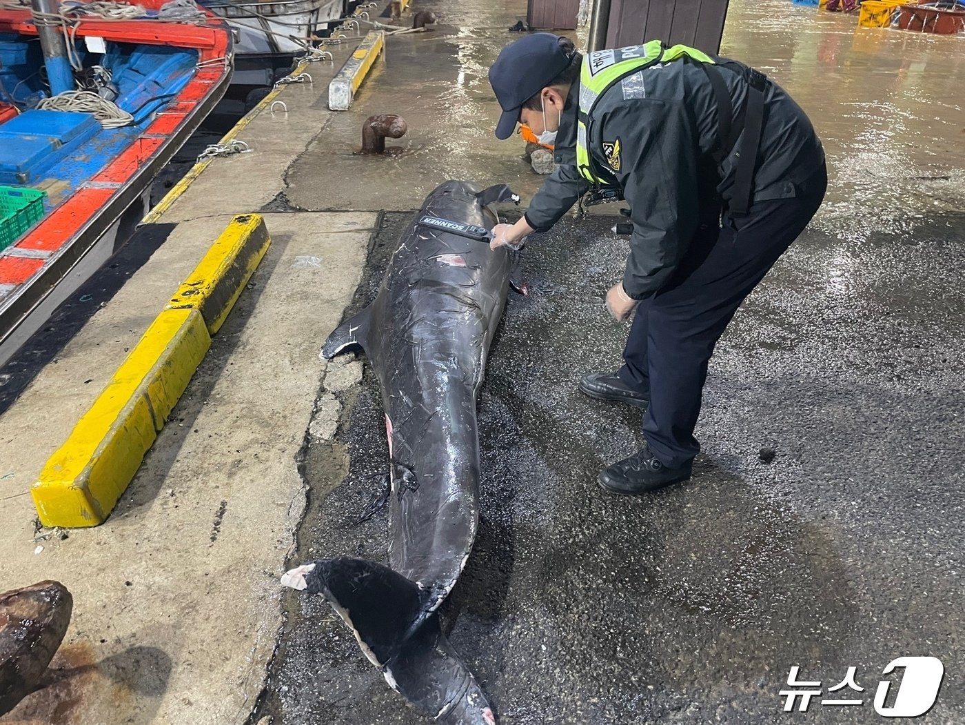 본문 이미지 - 29일 양양 남애항 동쪽 150m 해상서 발견된 흑범고래 사체.(속초해경 제공) 2024.4.29/뉴스1
