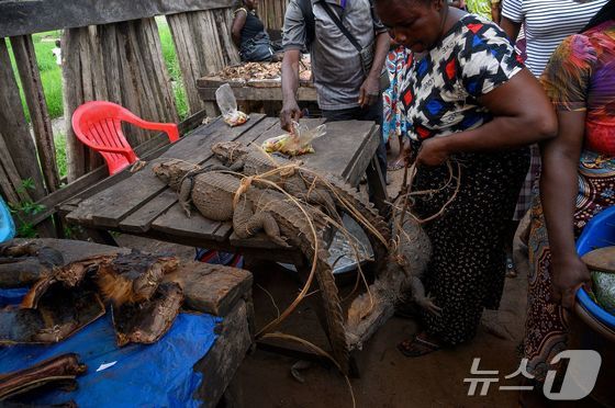 [포토]싱싱한 악어 팝니다…활력찬 콩고 시장