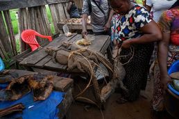 [포토]싱싱한 악어 팝니다…활력찬 콩고 시장