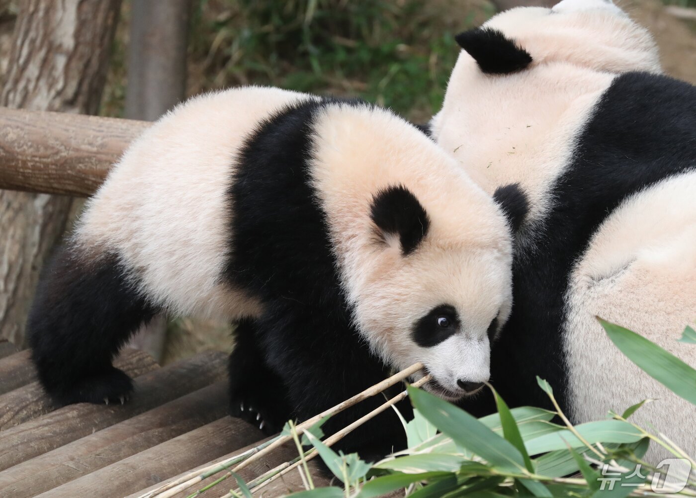 본문 이미지 - 진짜 판다. 에버랜드 판다월드에서 쌍둥이 아기판다 루이바오가 대나무를 먹고 있다. ⓒ News1 김영운 기자