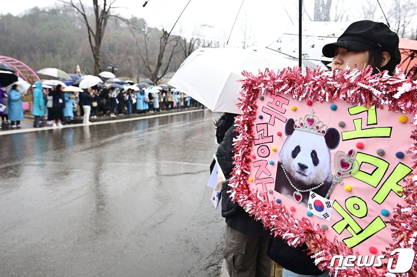 본문 이미지 - 경기 용인시 에버랜드에서 시민들이 중국으로 떠나는 자이언트 판다 '푸바오'를 배웅하기 위해 기다리고 있다. /뉴스1 ⓒ News1 사진공동취재단