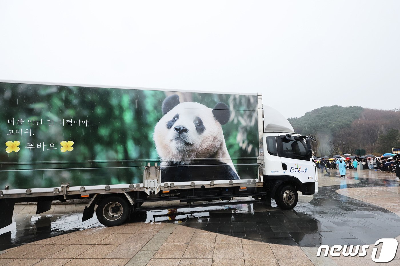 본문 이미지 - 3일 오전 경기도 용인시 에버랜드에서 시민들이 중국으로 떠나는 자이언트 판다 '푸바오'를 실은 무진동 특수 차량을 보며 배웅하고 있다. 2024.4.3/뉴스1 ⓒ News1 사진공동취재단