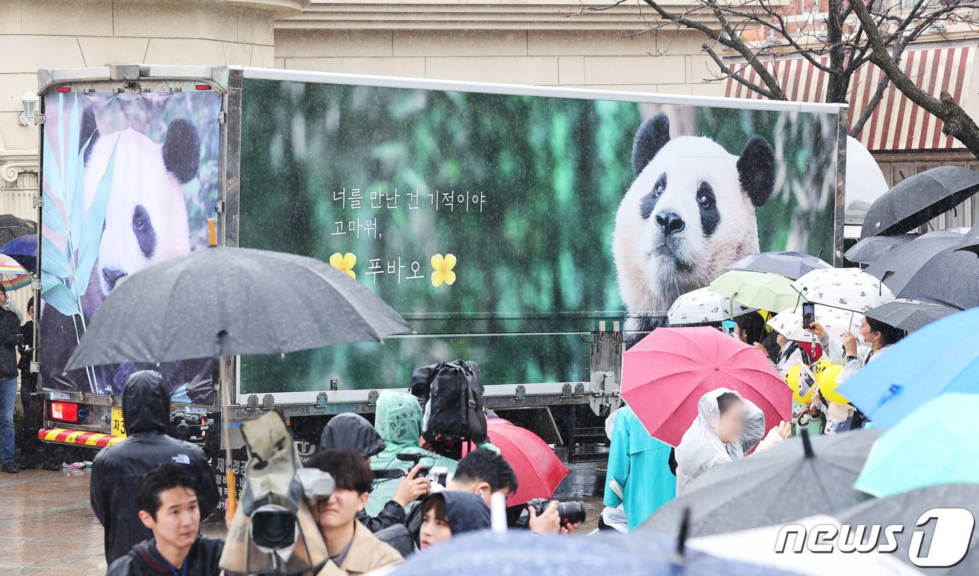 중국으로 가는 자이언트 판다 &#39;푸바오&#39;를 실은 특수차량이 3일 오전 경기 용인시 에버랜드에서 팬들의 배웅을 받으며 이동하고 있다. 2024.4.3/뉴스1 ⓒ News1 사진공동취재단