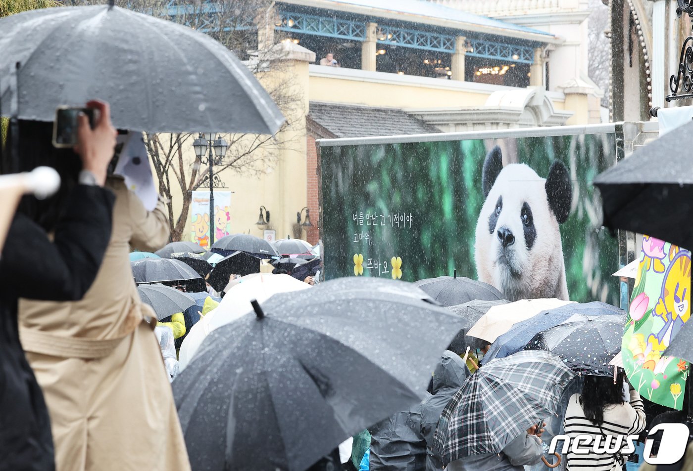 본문 이미지 - 중국으로 가는 자이언트 판다 '푸바오'를 실은 특수차량이 3일 오전 경기 용인시 에버랜드에서 팬들의 배웅을 받으며 이동하고 있다. 2024.4.3/뉴스1 ⓒ News1 사진공동취재단