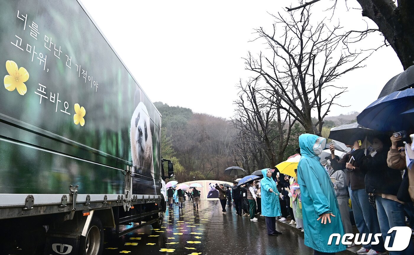 본문 이미지 - 중국으로 가는 자이언트 판다 '푸바오'를 실은 특수차량이 3일 오전 경기 용인시 에버랜드에서 팬들의 배웅을 받으며 이동하고 있다. 2024.4.3/뉴스1 ⓒ News1 사진공동취재단