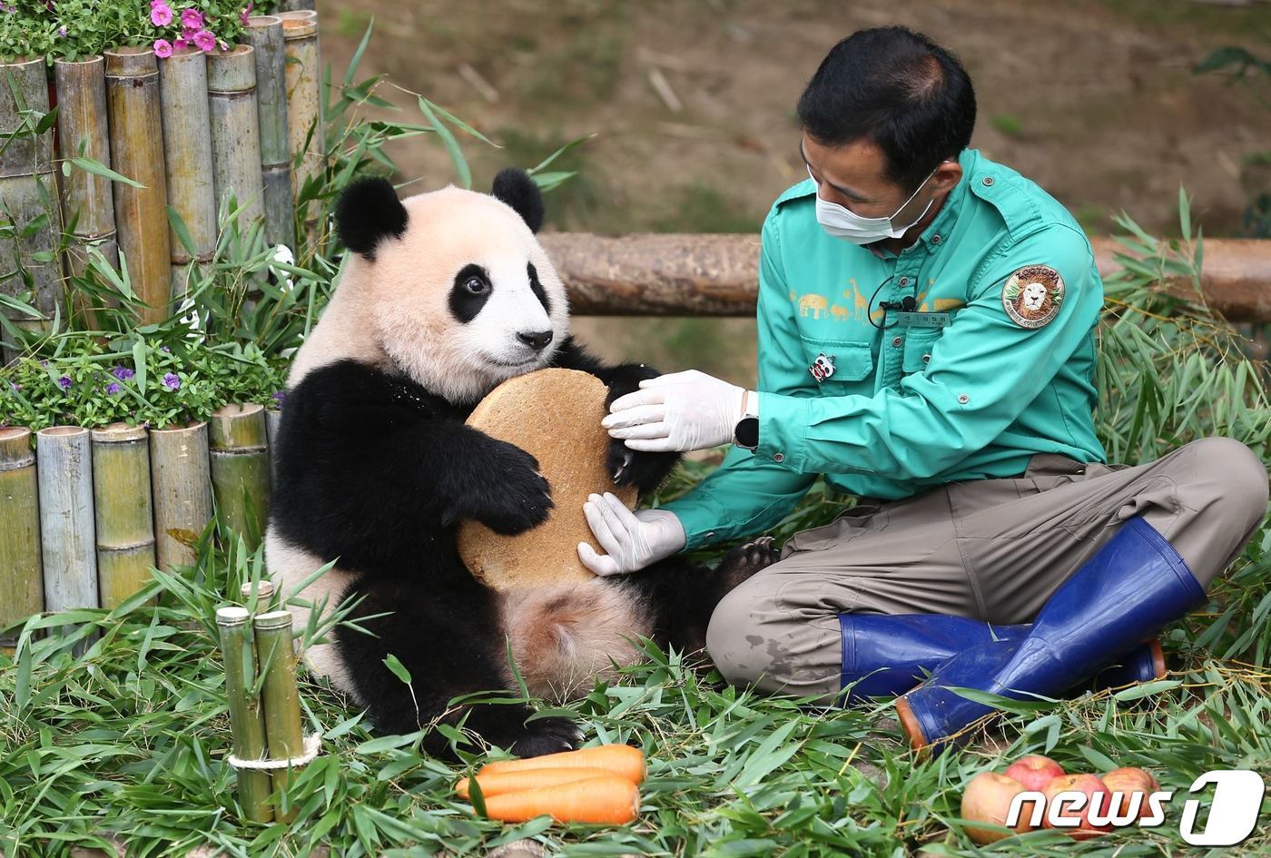 본문 이미지 - 자이언트 판다 '푸바오'가 3일 한국을 떠난다. 무진동차량에 탑승한 채 에버랜드를 출발한 푸바오는 인천국제공항에서 전세기를 타고 중국 쓰촨성 자이언트판다보전연구센터 워룽 선수핑 기지로 이동한다. 사진은 지난 2021년 7월 20일 첫 돌 잔치를 하는 푸바오, (삼성물산 리조트부문 제공) 2024.4.3/뉴스1