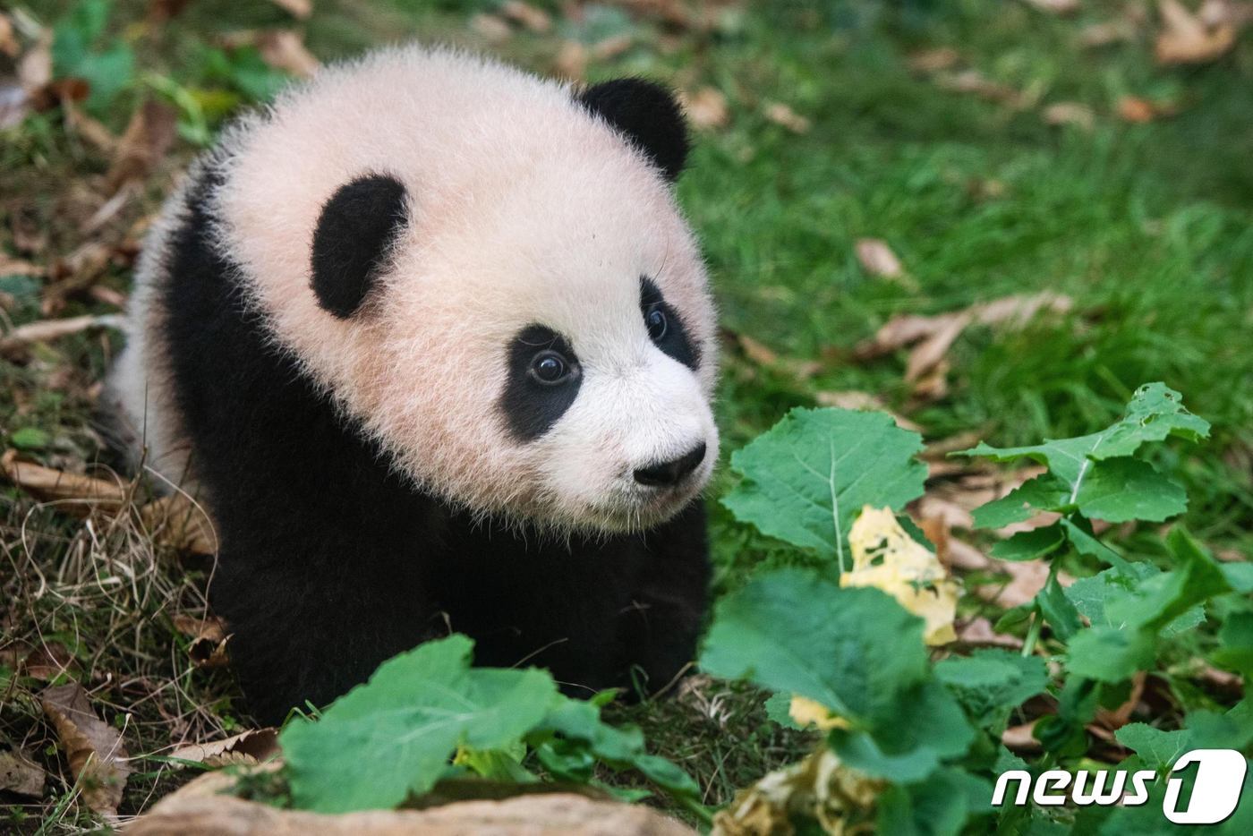 본문 이미지 - 자이언트 판다 '푸바오'가 3일 한국을 떠난다. 무진동차량에 탑승한 채 에버랜드를 출발한 푸바오는 인천국제공항에서 전세기를 타고 중국 쓰촨성 자이언트판다보전연구센터 워룽 선수핑 기지로 이동한다. 사진은 지난 2021년 1월 4일 일반에 첫 공개된 푸바오 모습, (삼성물산 리조트부문 제공) 2024.4.3/뉴스1