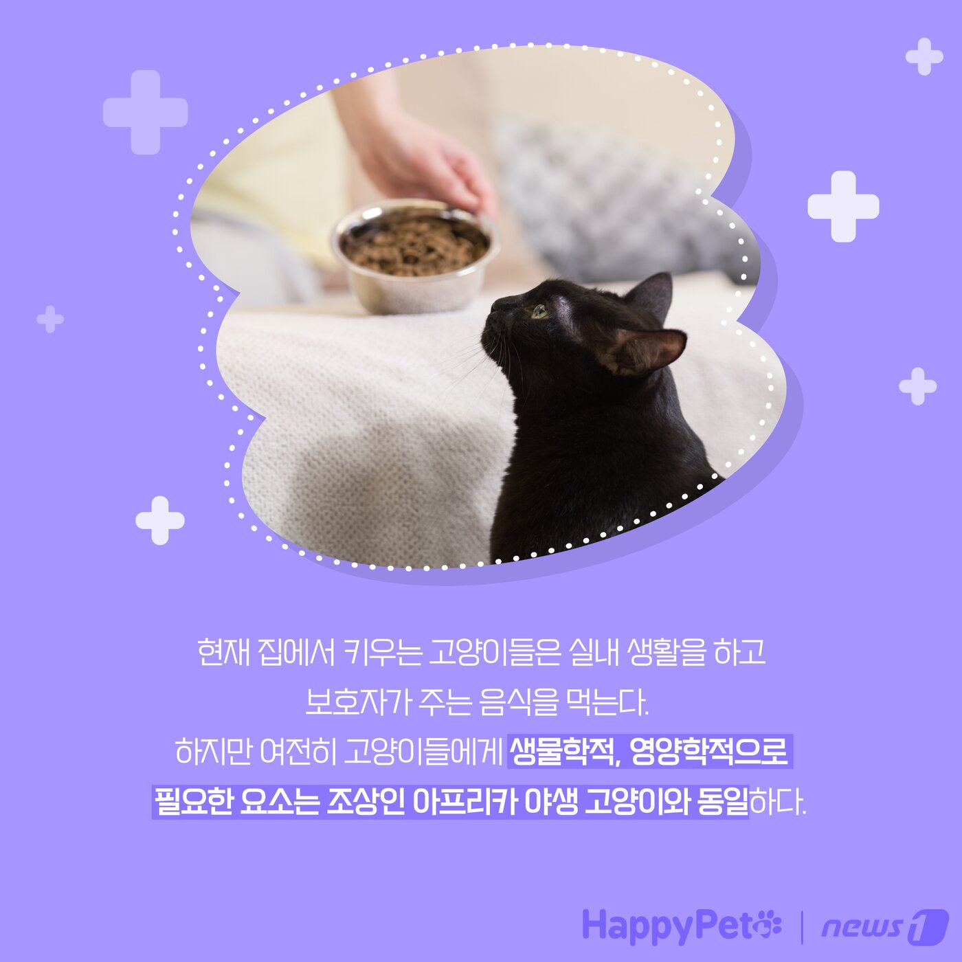 본문 이미지 - 고양이는 육식동물 펫카드 ⓒ 뉴스1