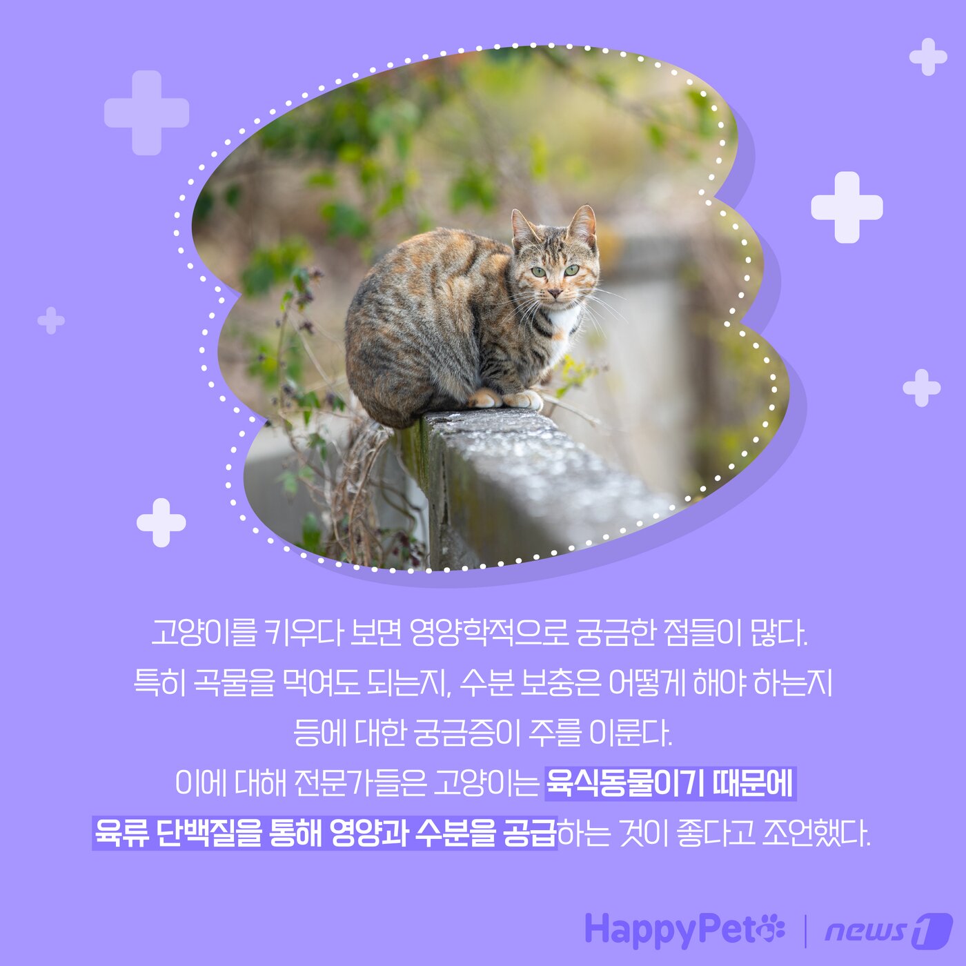 본문 이미지 - 고양이는 육식동물 펫카드 ⓒ 뉴스1