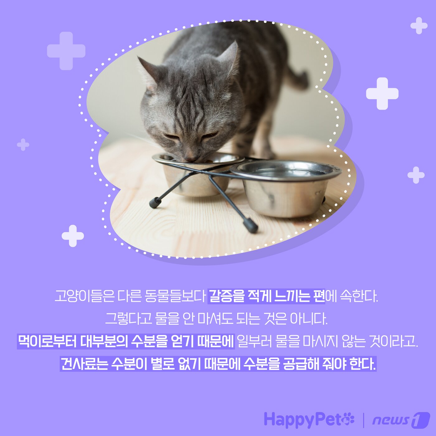 본문 이미지 - 고양이는 육식동물 펫카드 ⓒ 뉴스1