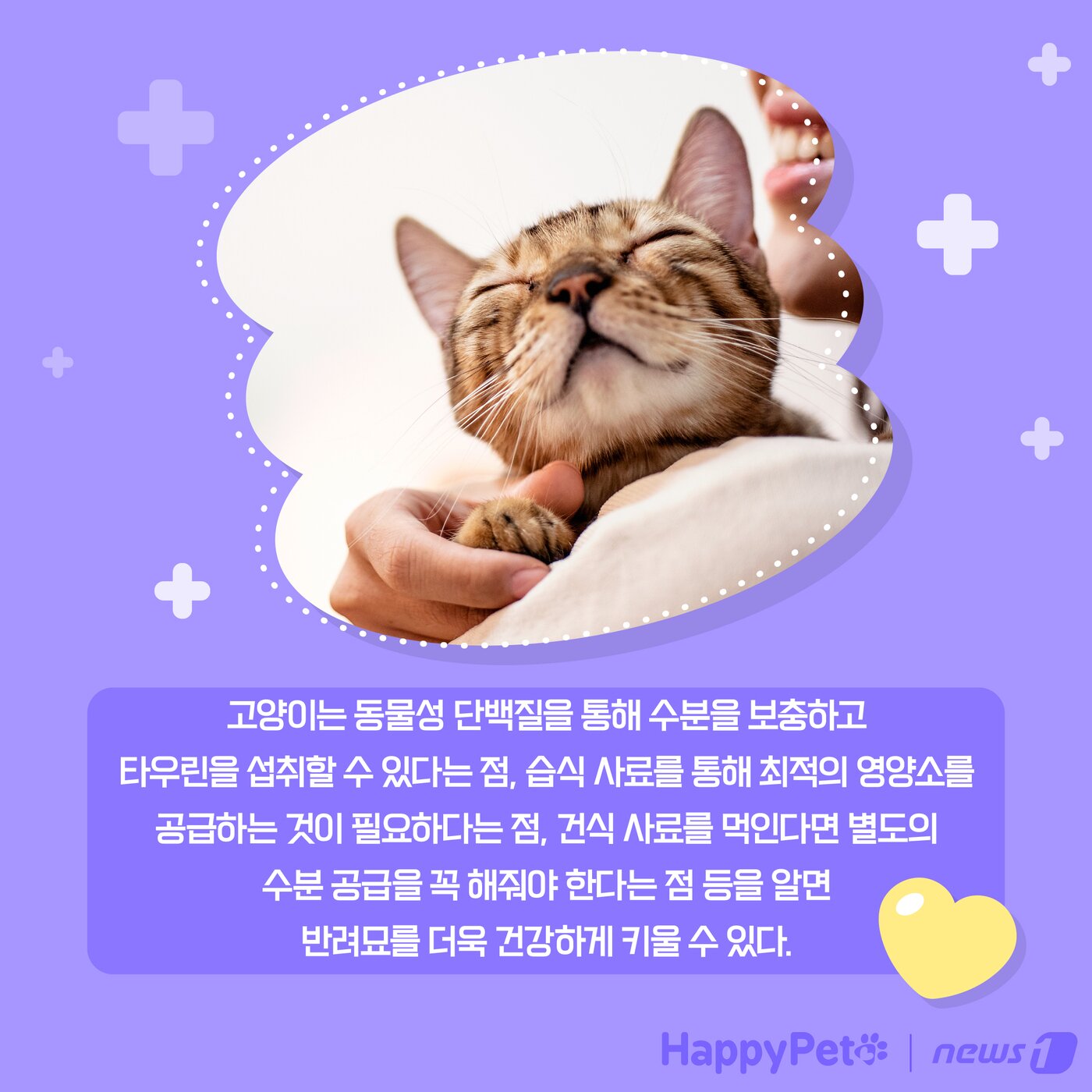 본문 이미지 - 고양이는 육식동물 펫카드 ⓒ 뉴스1