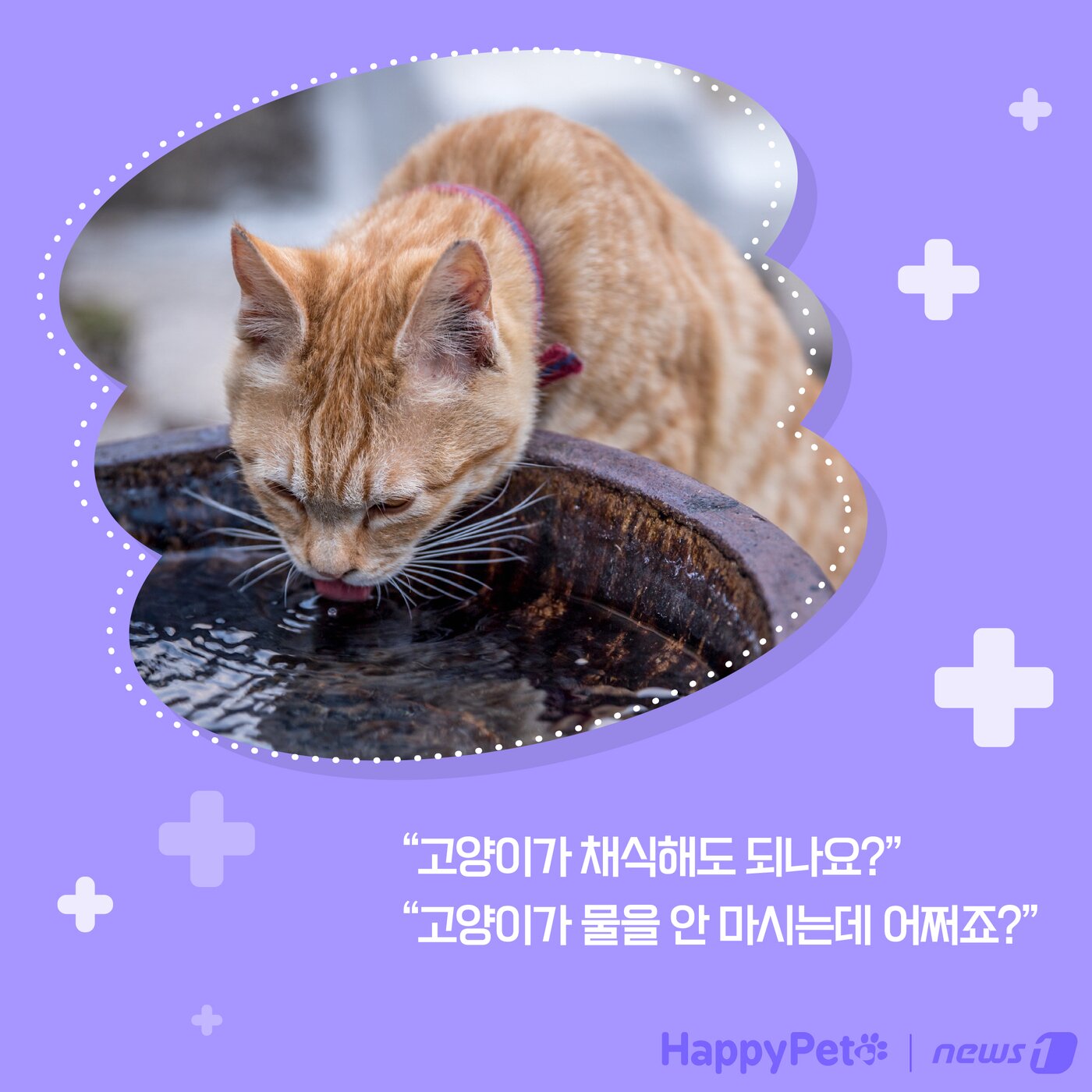 본문 이미지 - 고양이는 육식동물 펫카드 ⓒ 뉴스1