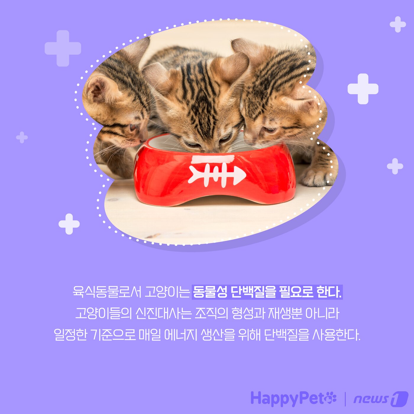 본문 이미지 - 고양이는 육식동물 펫카드 ⓒ 뉴스1