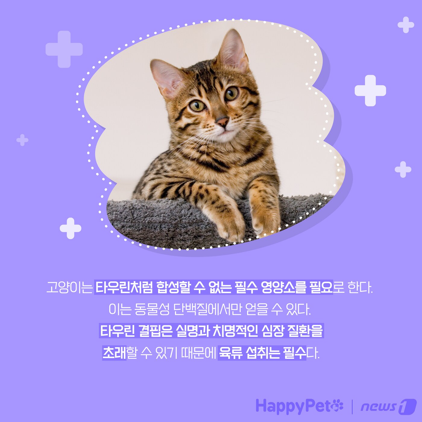본문 이미지 - 고양이는 육식동물 펫카드 ⓒ 뉴스1