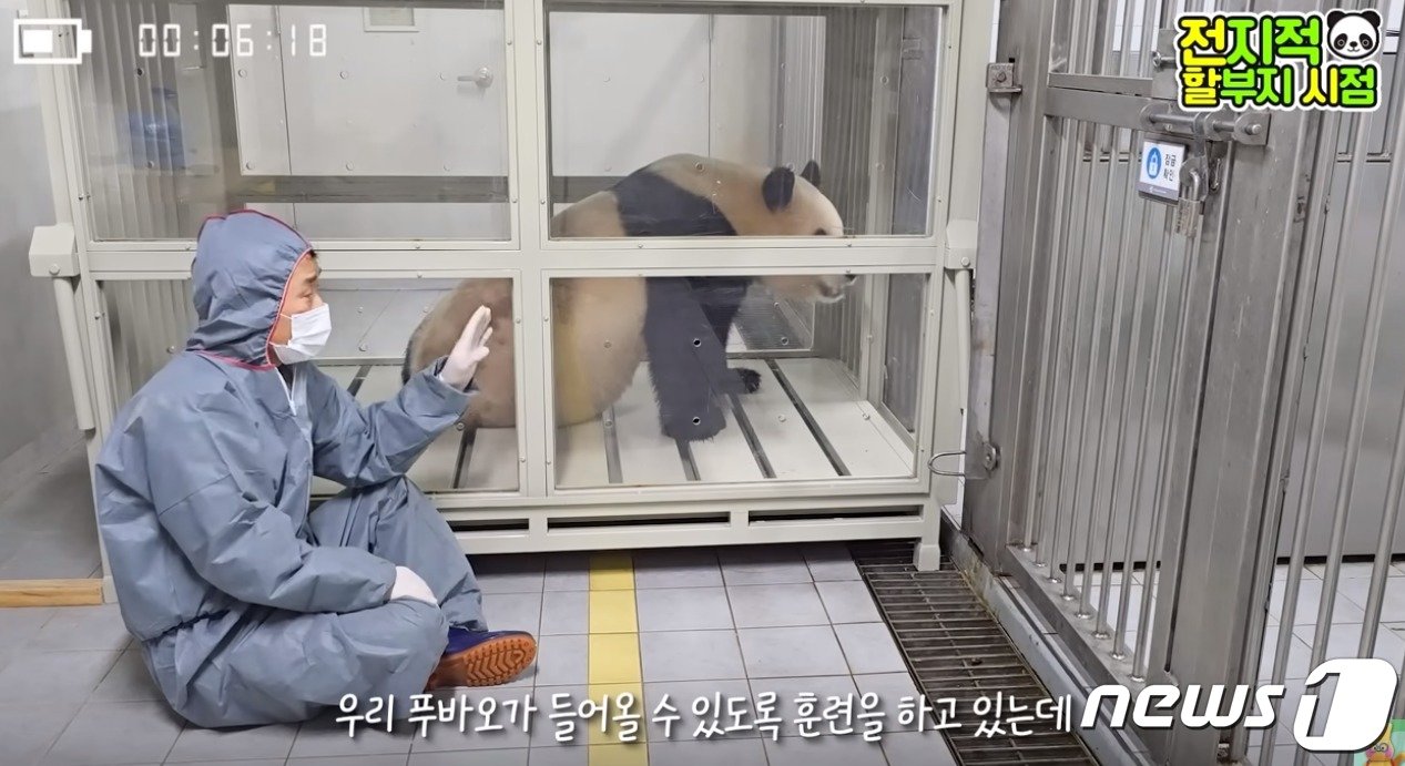 본문 이미지 - 푸바오가 이동용 케이지 적응 훈련을 진행하고 있다.(에버랜드 동물원 유튜브 '말하는동물원 뿌빠TV' 갈무리)