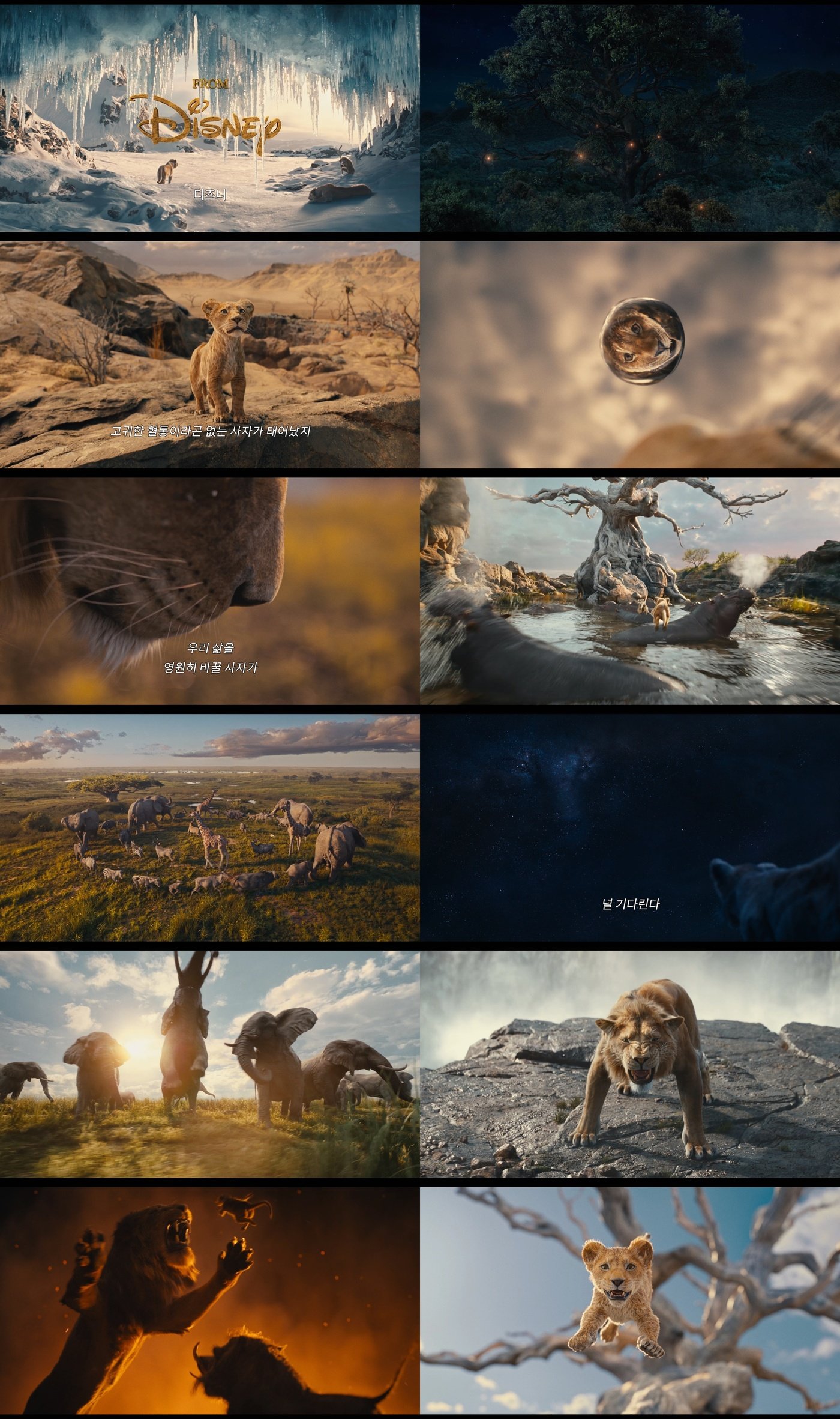본문 이미지 - '무파사: 라이온 킹' 티저 예고편