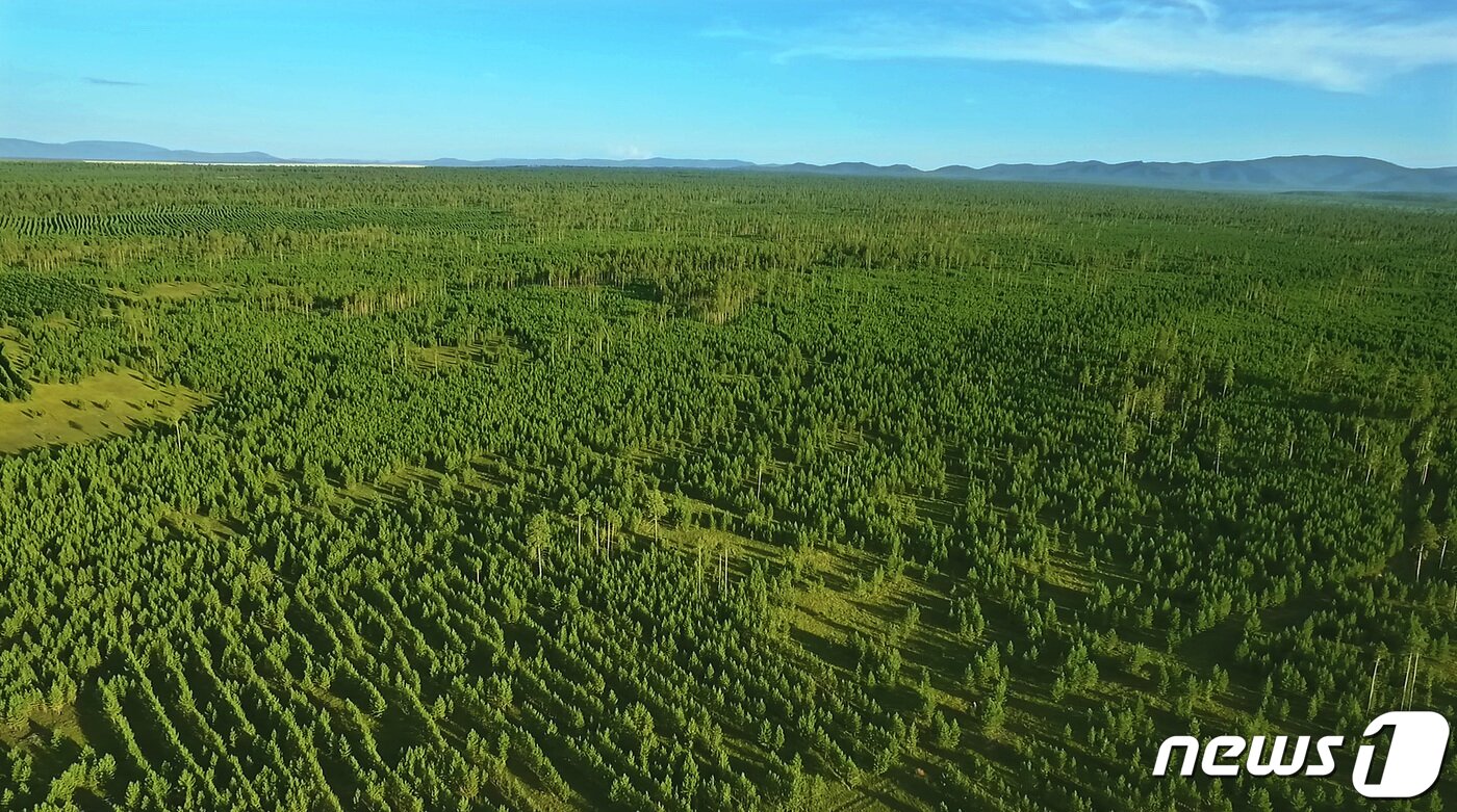 본문 이미지 - 유한킴벌리 우리강산 푸르게 푸르게 몽골 유한킴벌리 숲 전경(유한킴벌리 제공) 2204.4.4/뉴스1 ⓒ News1 김민석 기자