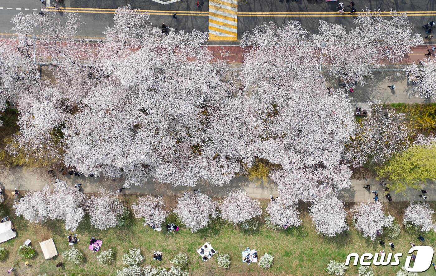 본문 이미지 - 4일 서울 영등포구 여의서로를 찾은 상춘객들이 만개한 벚꽃 아래를 거닐며 봄을 만끽하고 있다. 2024.4.4/뉴스1 ⓒ News1 유승관 기자