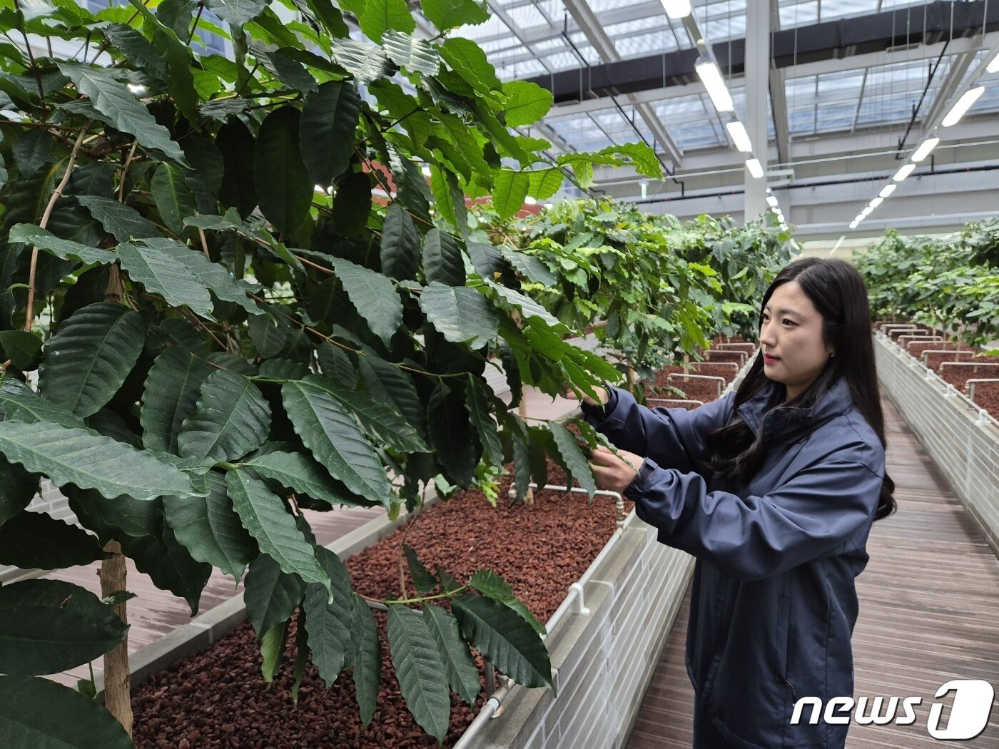 본문 이미지 - 충북 증평군 도안면의 커피 식품제조업체 ㈜퍼플랜드 직원이 온실에서 커피나무를 돌보고 있다.(증평군 제공)/뉴스1