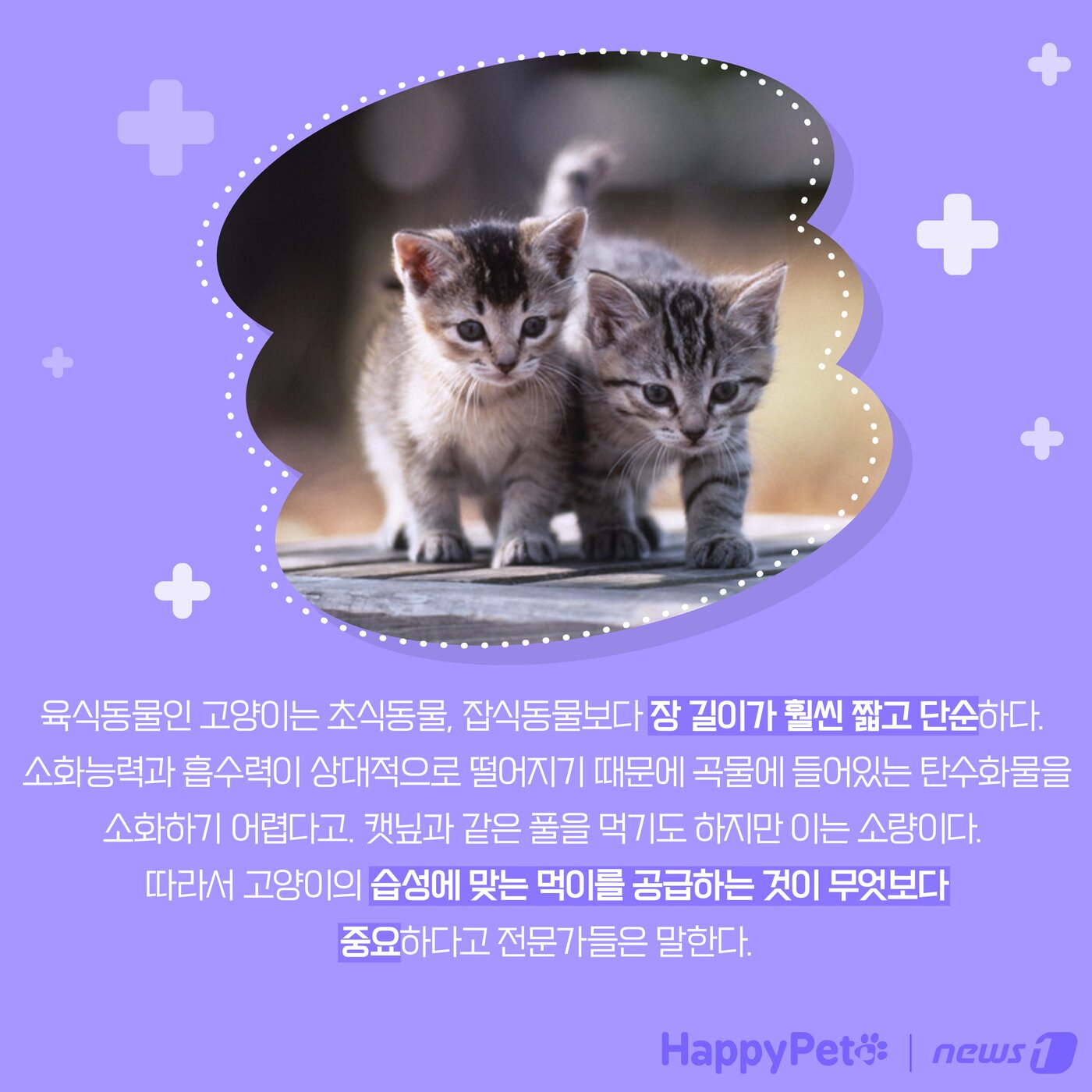 본문 이미지 - 고양이는 육식동물 펫카드 ⓒ 뉴스1