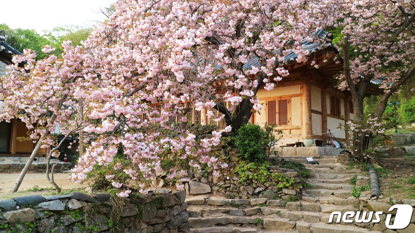 본문 이미지 - 서산 개심사 왕벚나무.(충남도 제공)/뉴스1