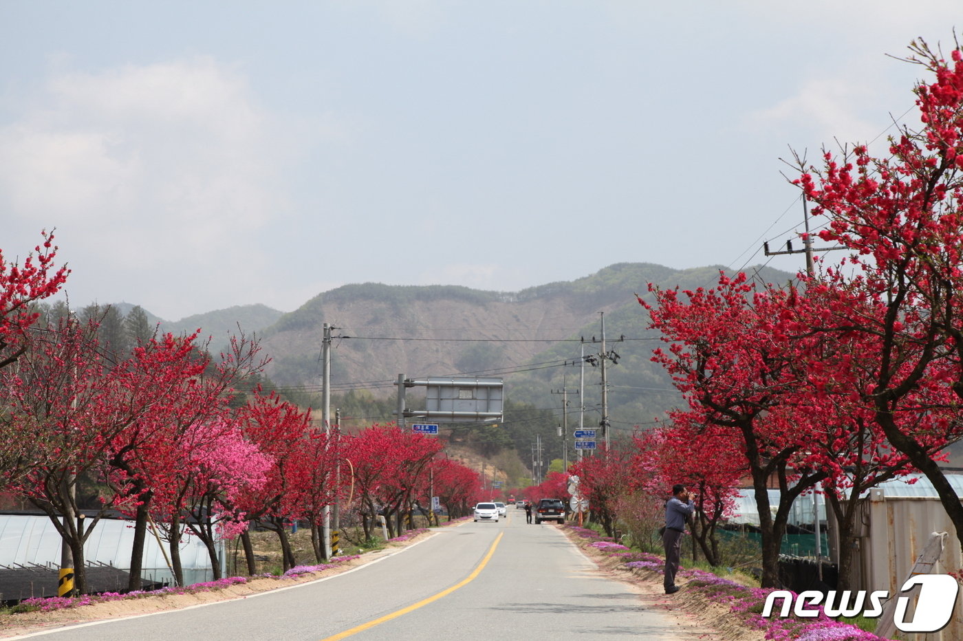 본문 이미지 - 금산 홍도마을의 ‘홍도화’/뉴스1