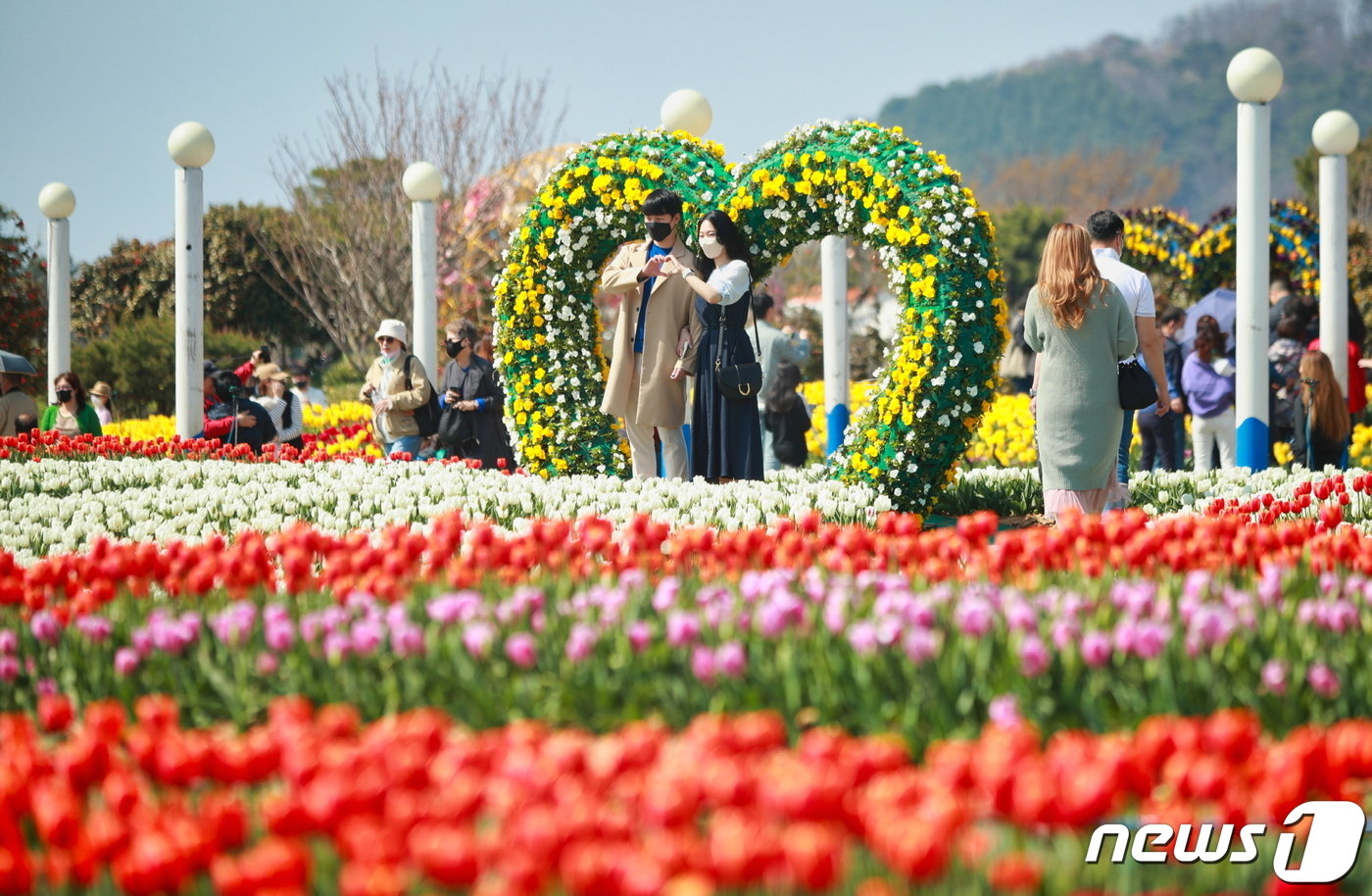 본문 이미지 - 태안 안면도 툴립./뉴스1