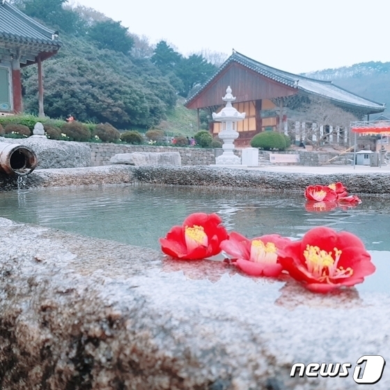 고창 선운사 동백꽃(뉴스1/DB)