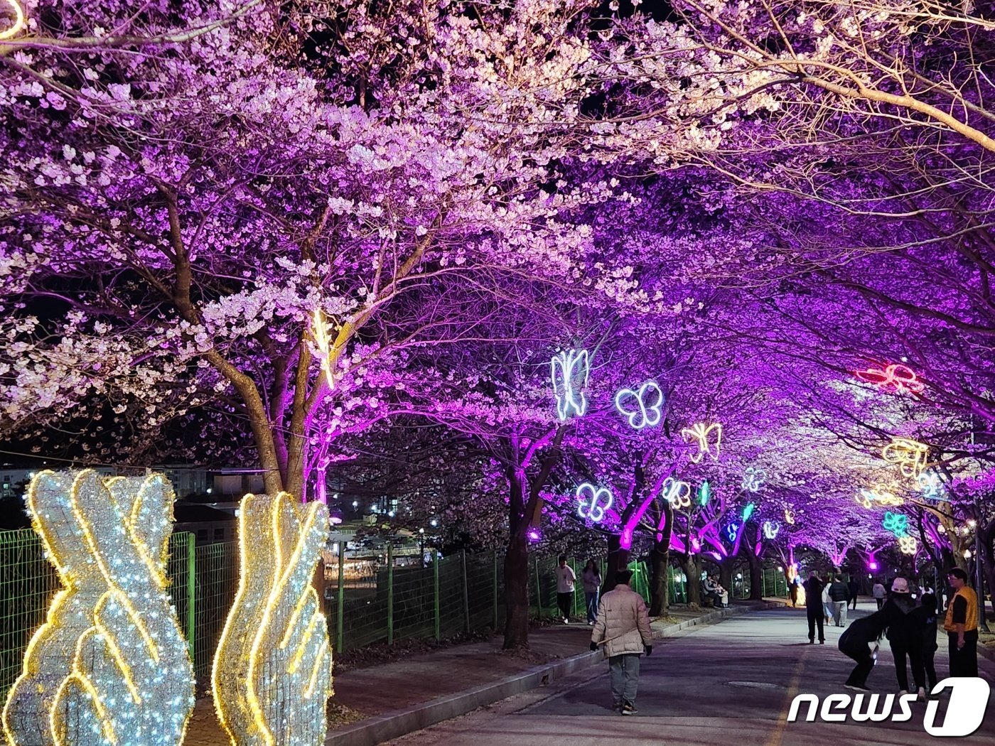 본문 이미지 - 고창 벚꽃축제 야간경관(뉴스1/DB)