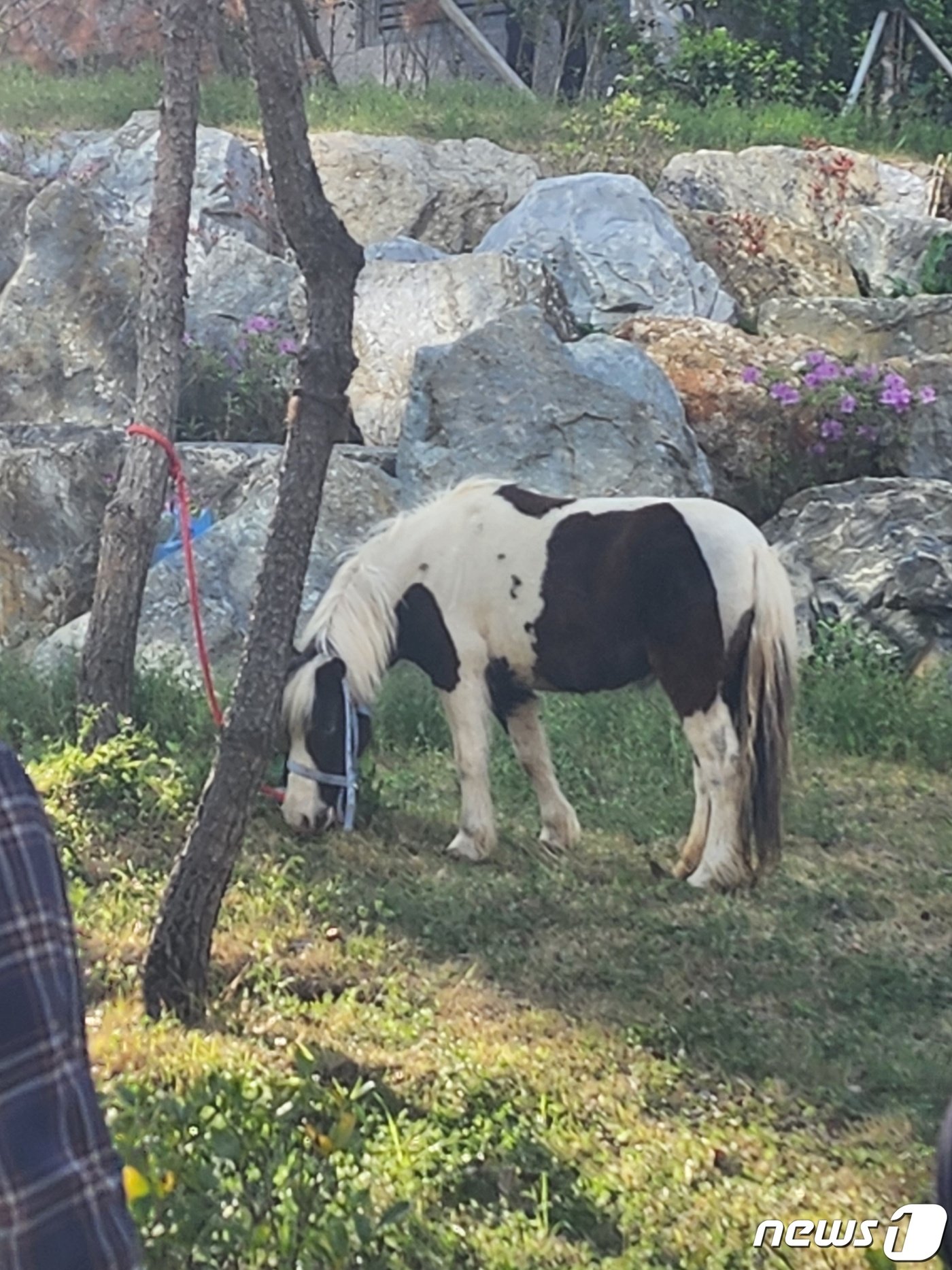 5일 오후 부산 기장군 일광읍 한 아파트 단지 잔디밭에 말 1마리가 나무에 묶여 있다.&#40;독자 제공&#41;